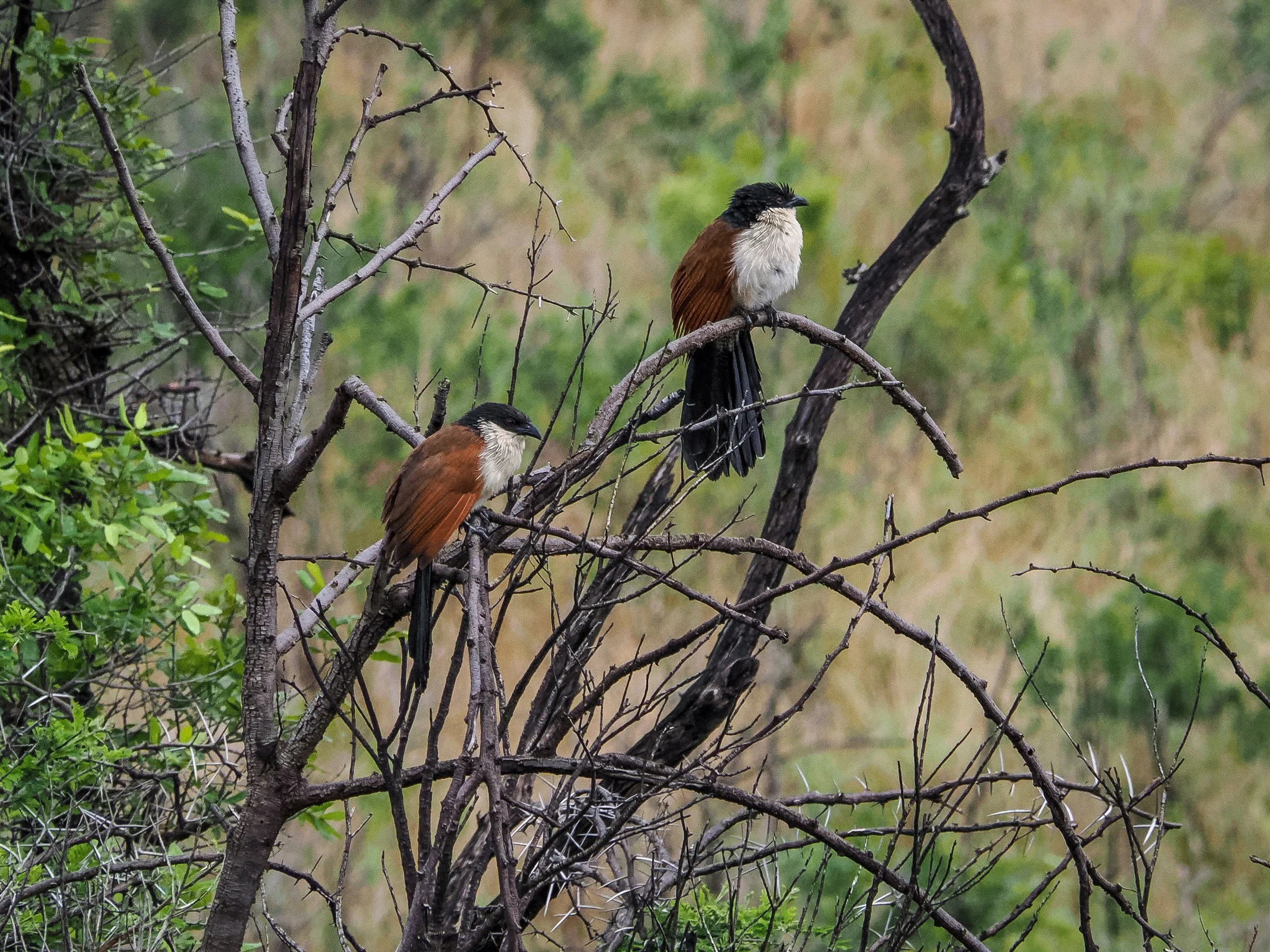 birds_1F34577E-06B8-4933-8CEB-A0A80E4AF44F.JPEG