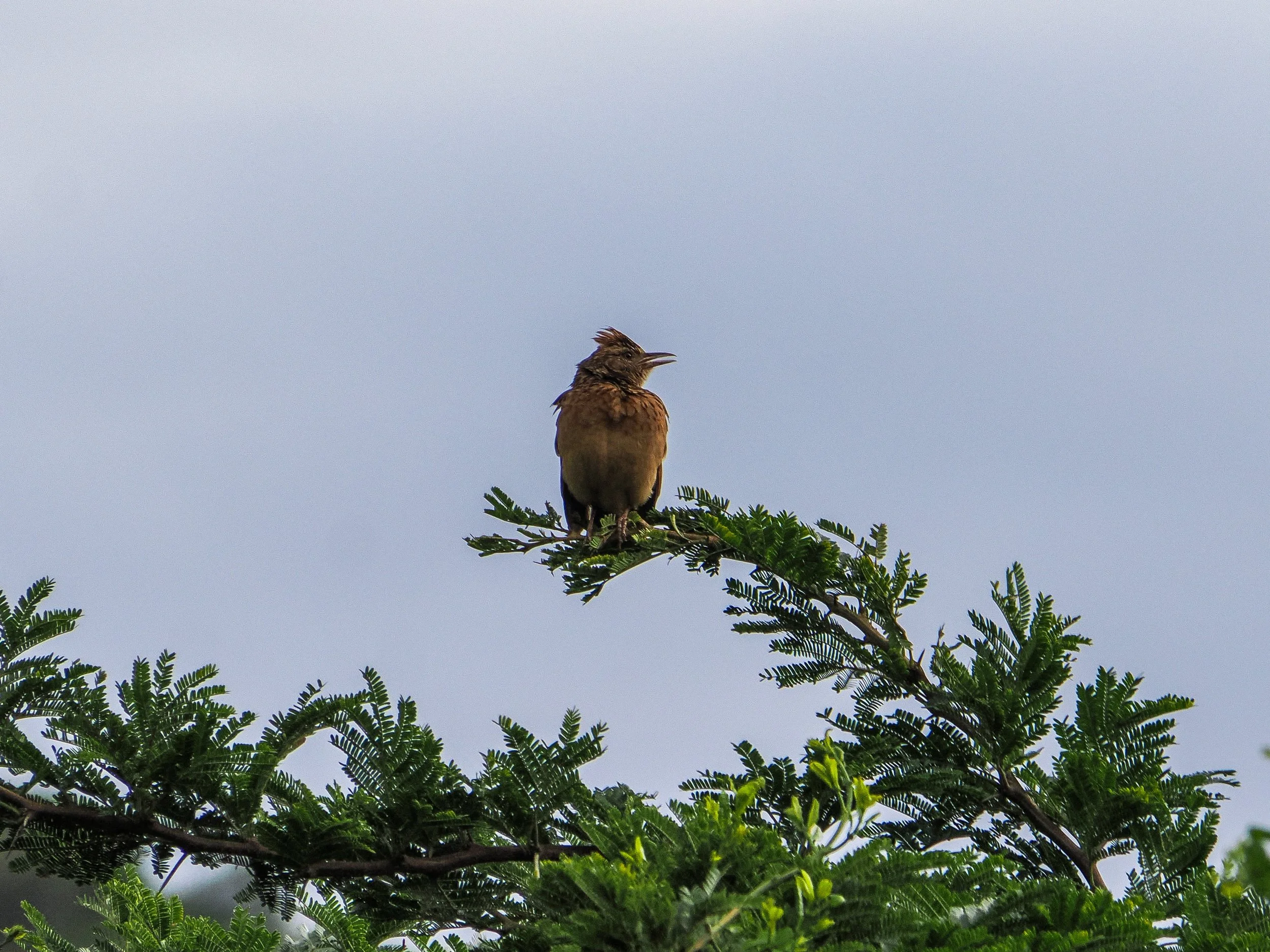 birds_6273975D-1B37-459F-9D4E-368BD71D4175.JPEG
