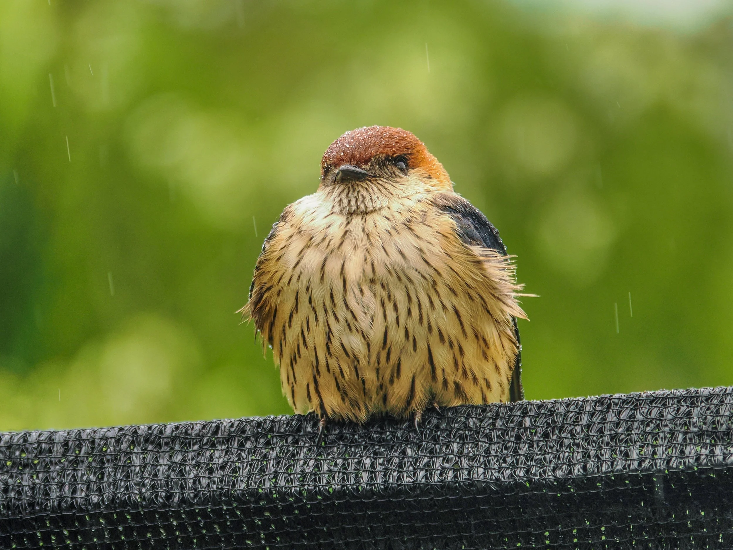 birds_63C7F125-8186-4B35-B6F0-7FC4069C341E.JPEG