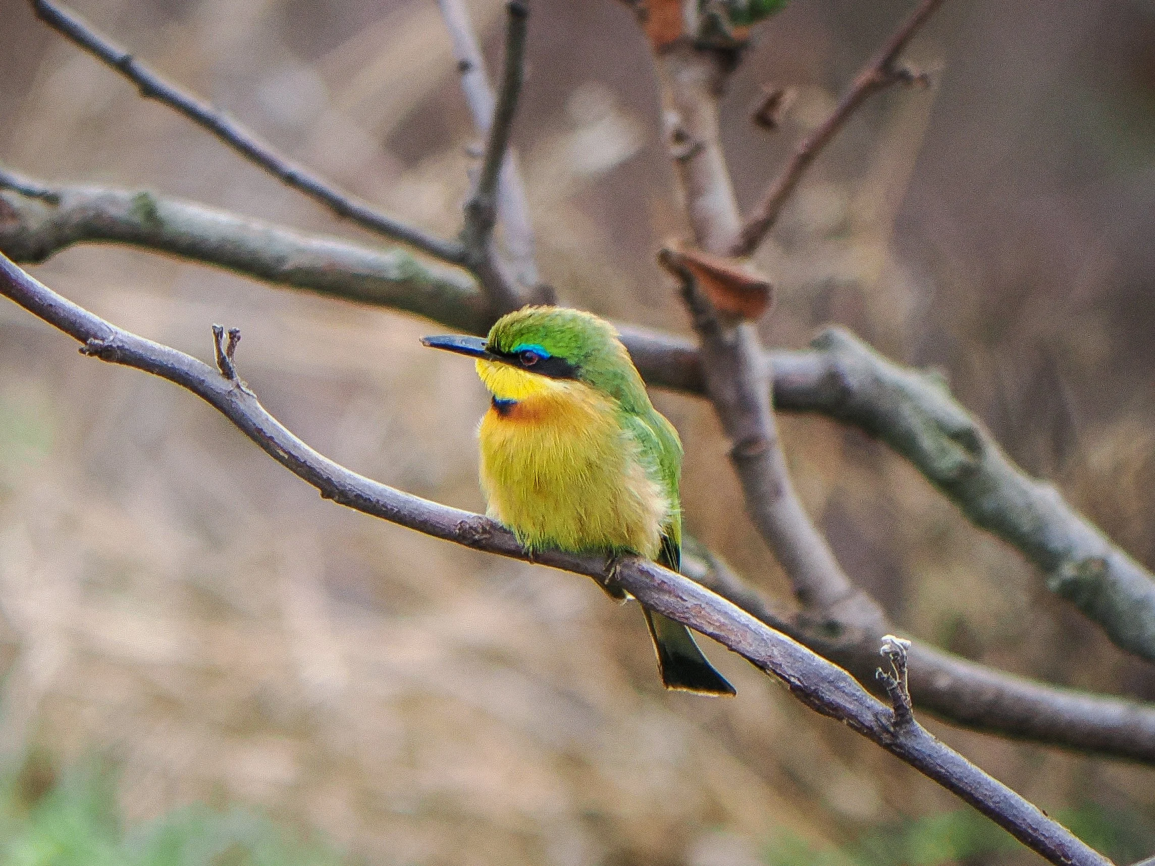 birds_AA1BA2C6-8B73-4880-87DA-A066113C6F57.JPEG
