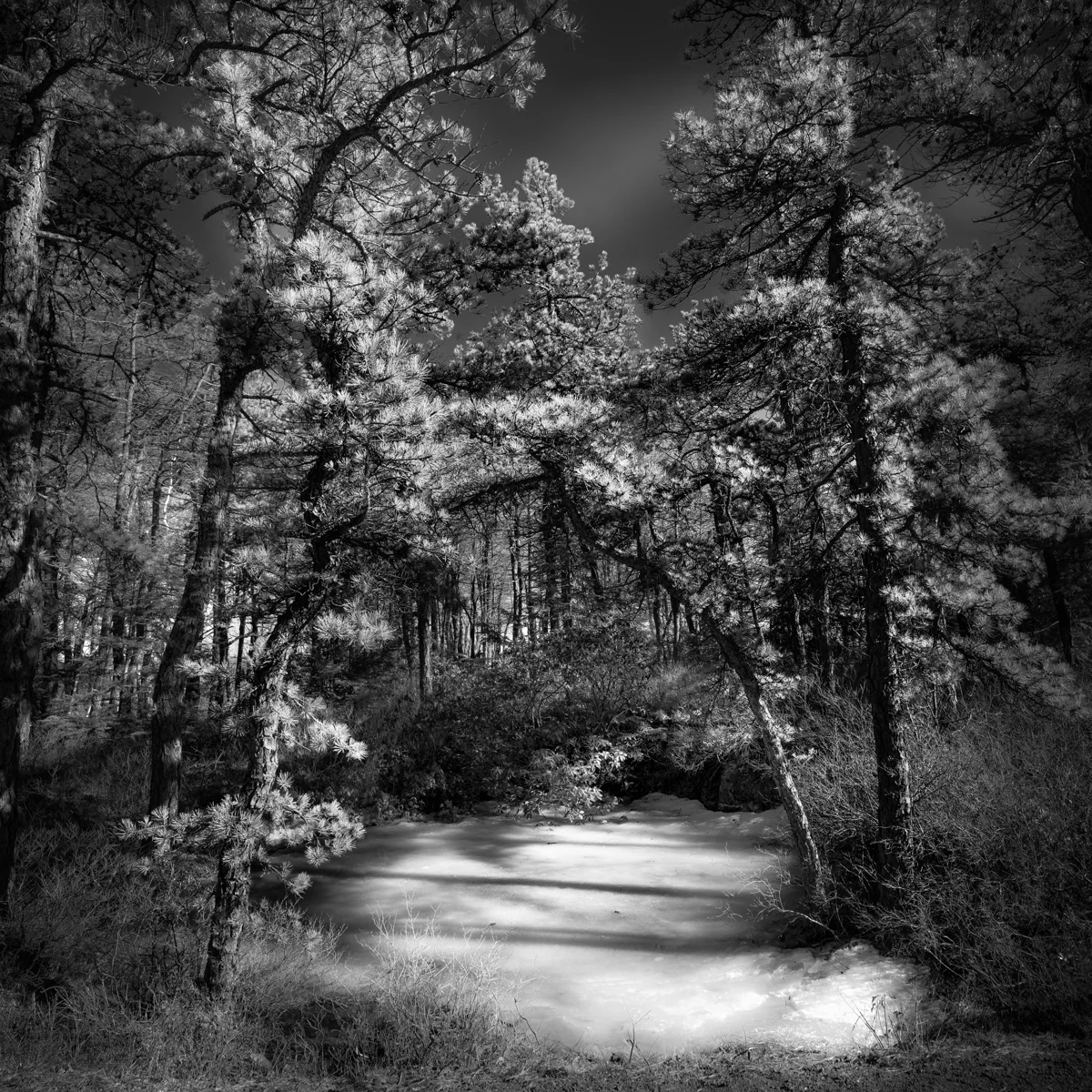pond_at_pattersons_pan2_b_1.jpg