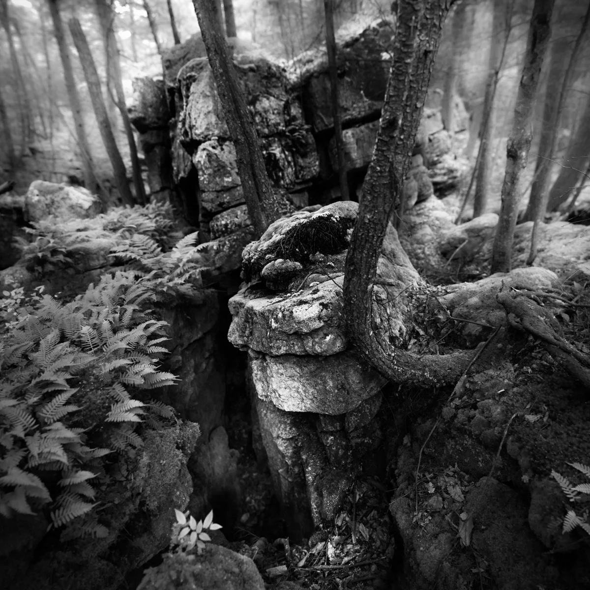 jungle rocksrevist april14.jpg