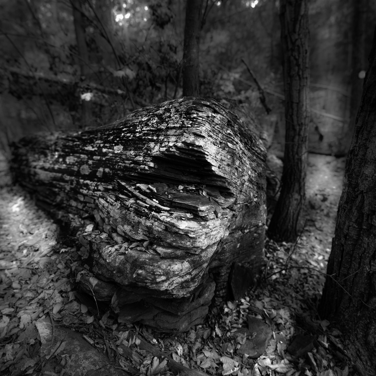 Bitingrockrevist0414--101 Panorama.jpg