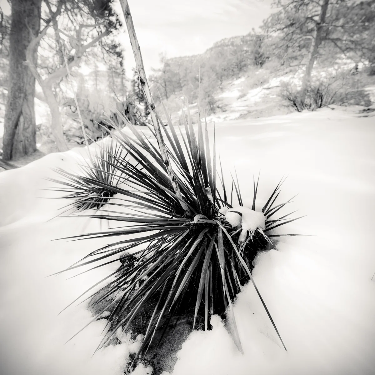 yukka_on_snow-3.jpg