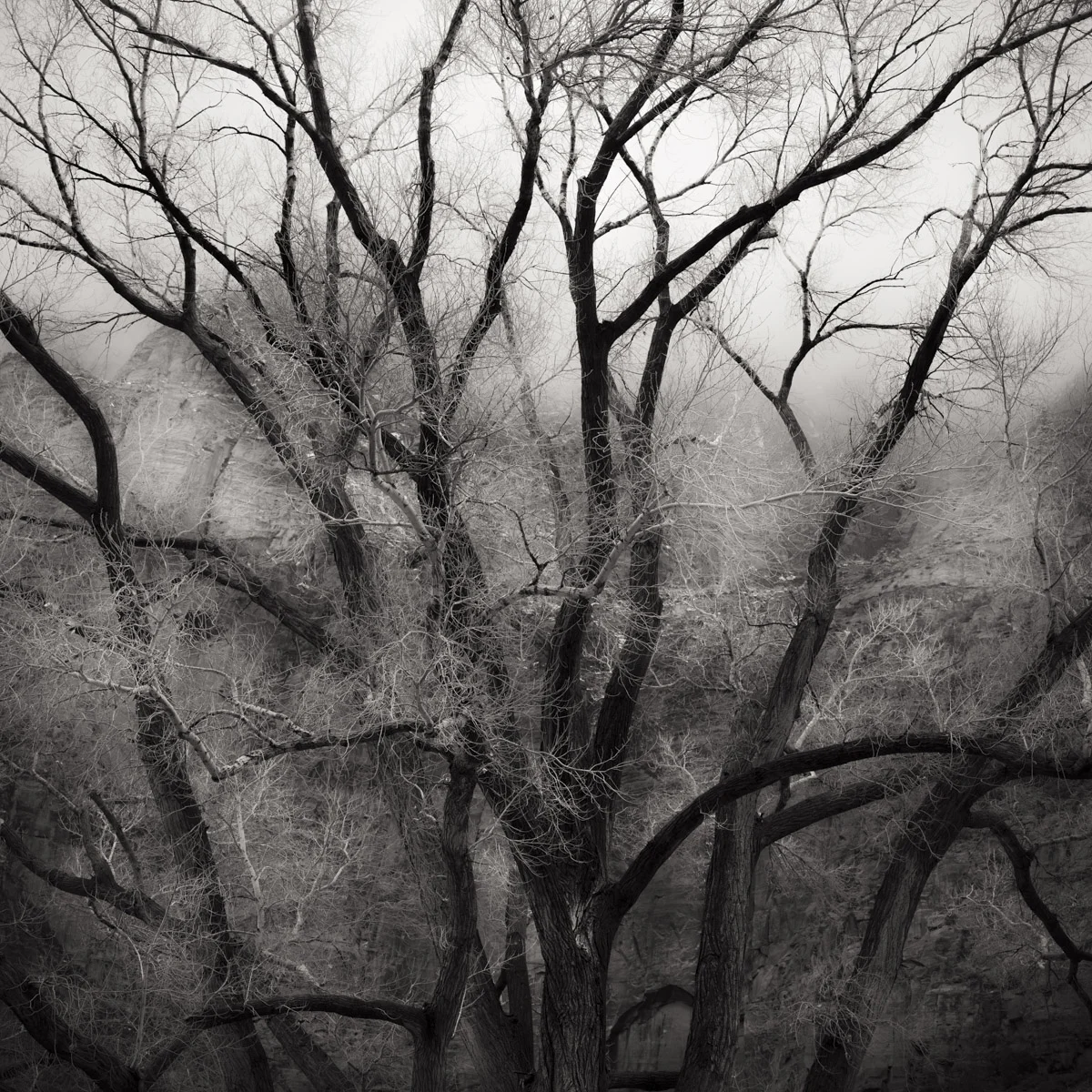 lodgetree--100 Panorama Lowres.jpg
