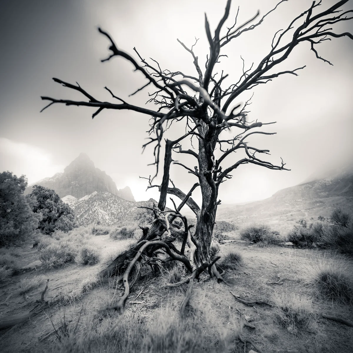 zionlonelytree-100 Panorama-2.jpg