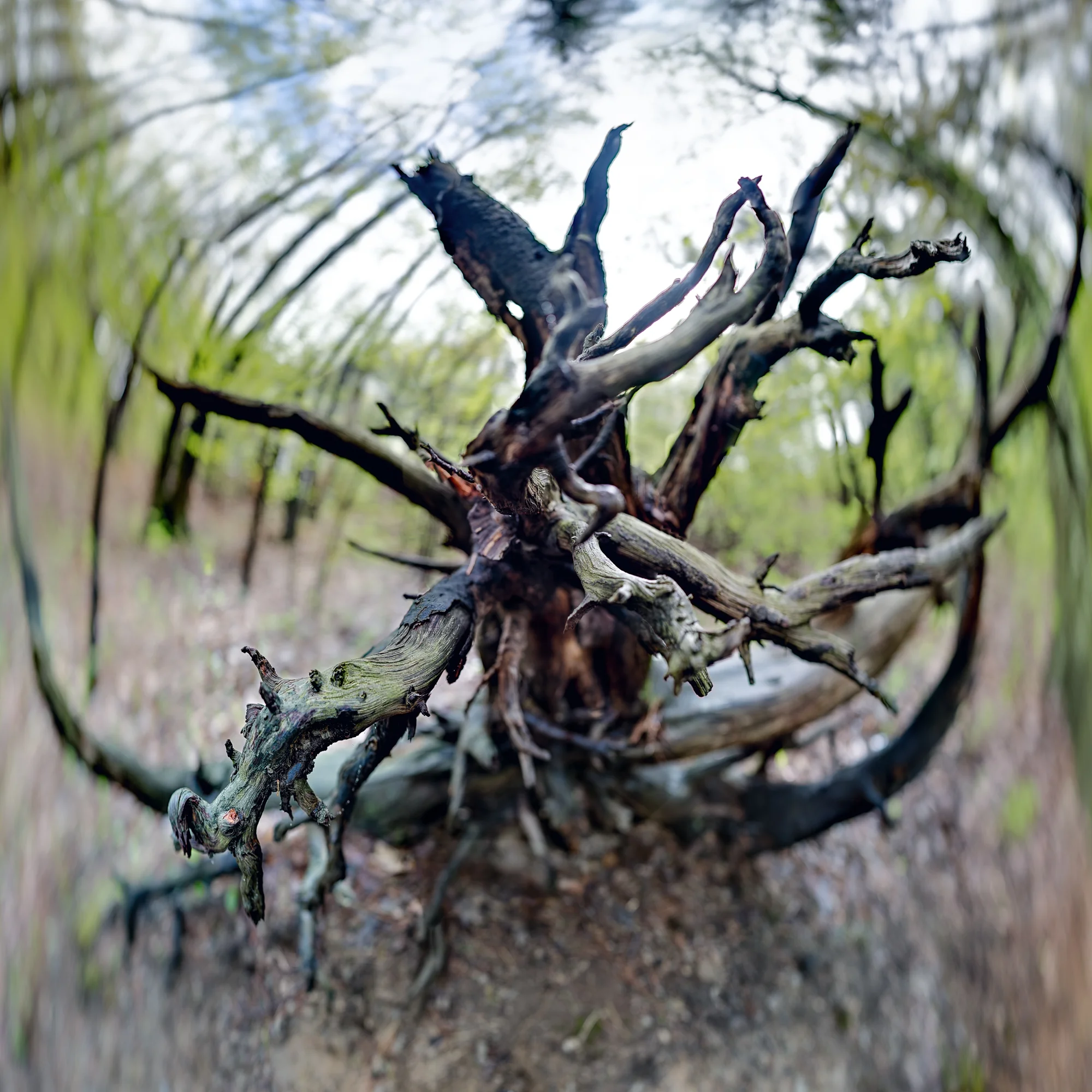 Tree bole on rift path sdof.jpg