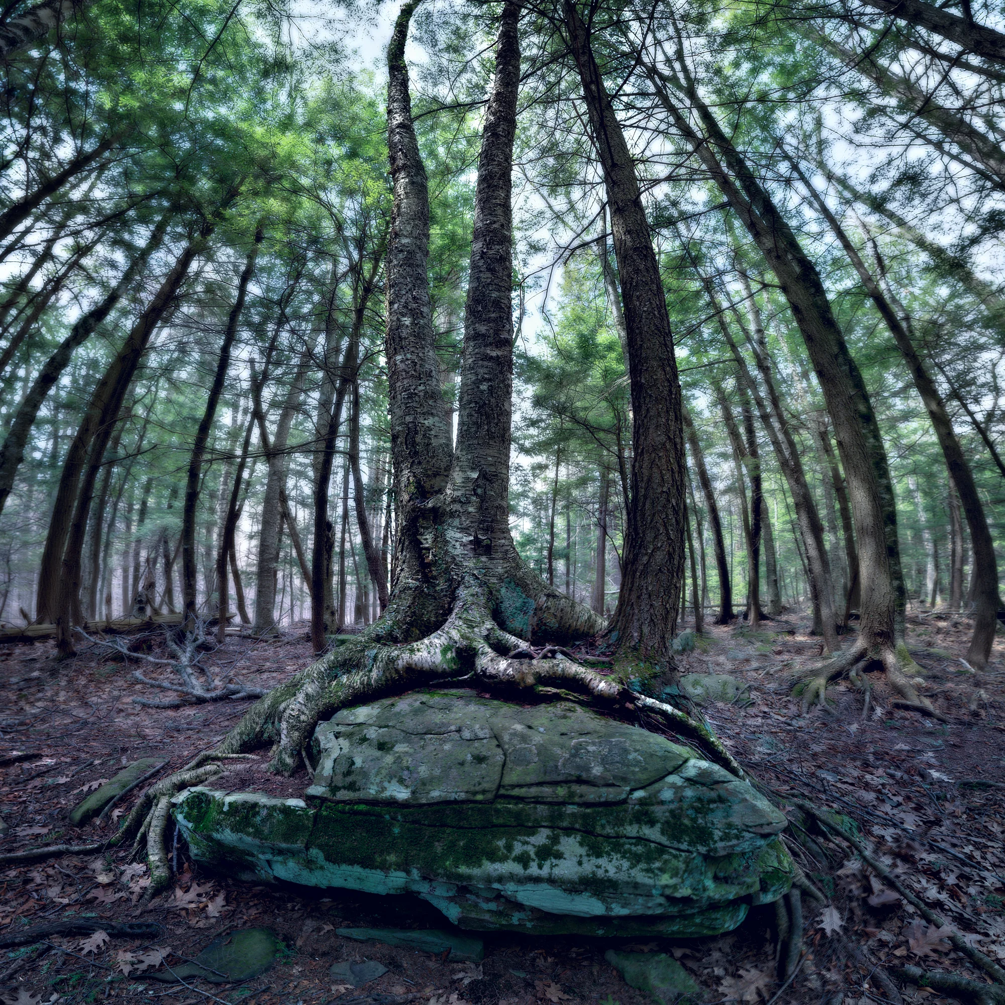 tree hugging rock.jpg