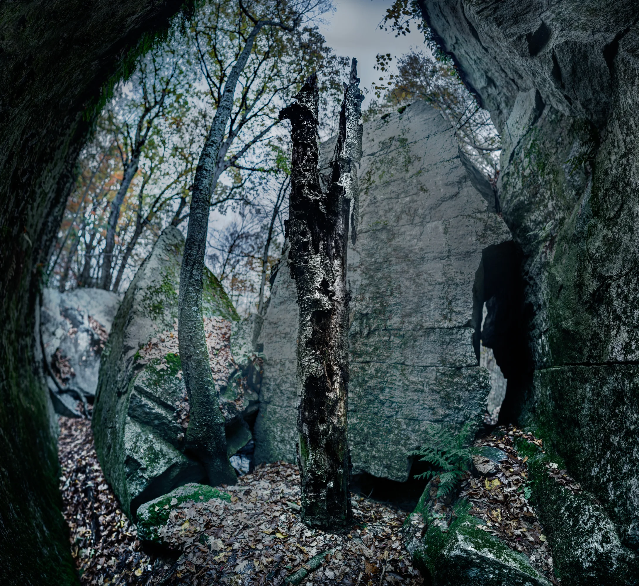 dead tree in clearing redux 12-2.jpg