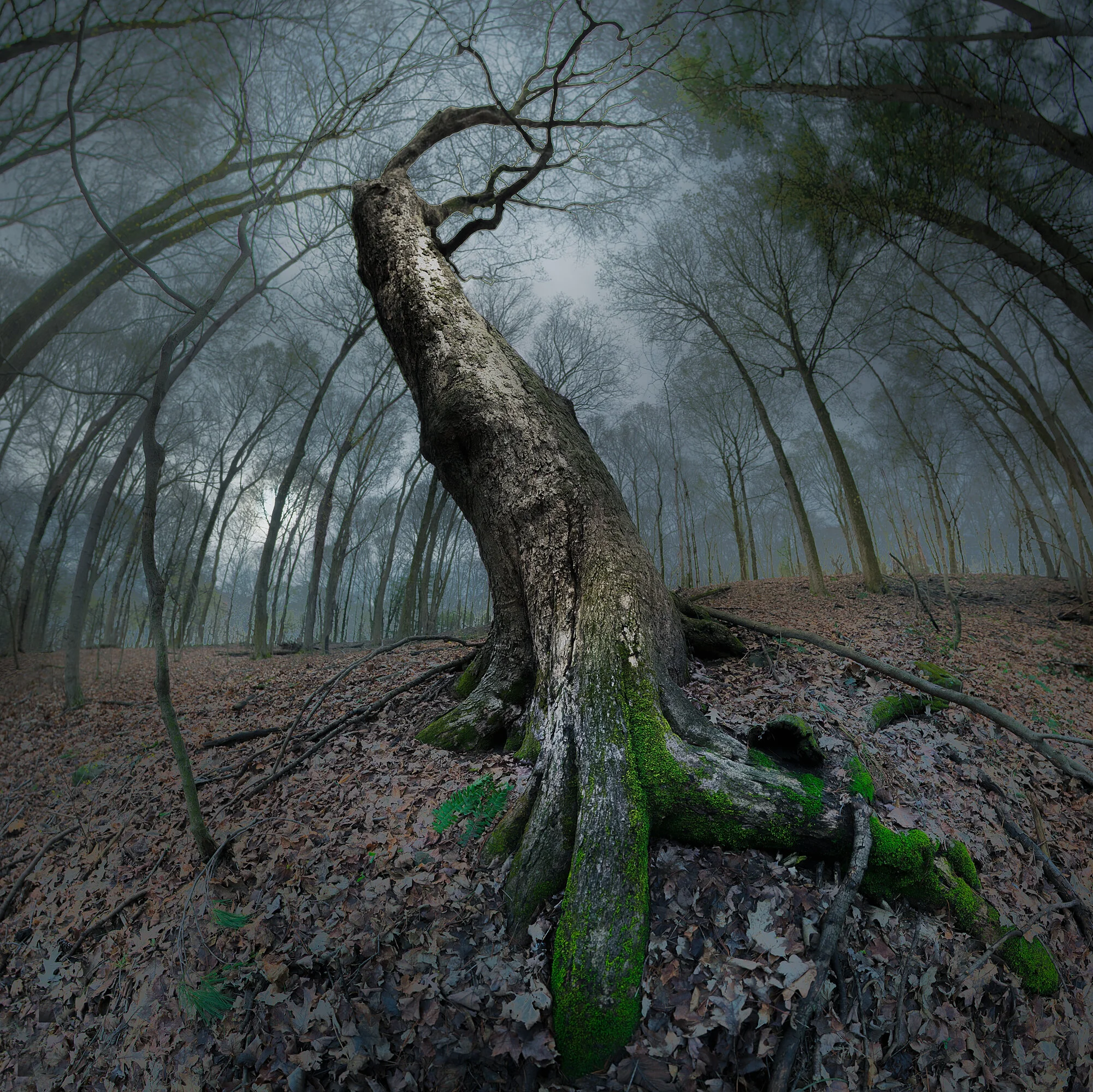 slanted tree revisited Oct 21.jpg