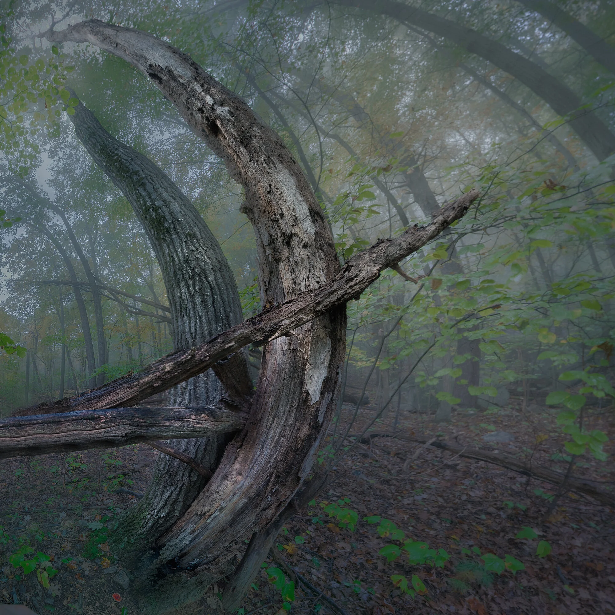 Lost City Archer - redux 10-16-2021.jpg