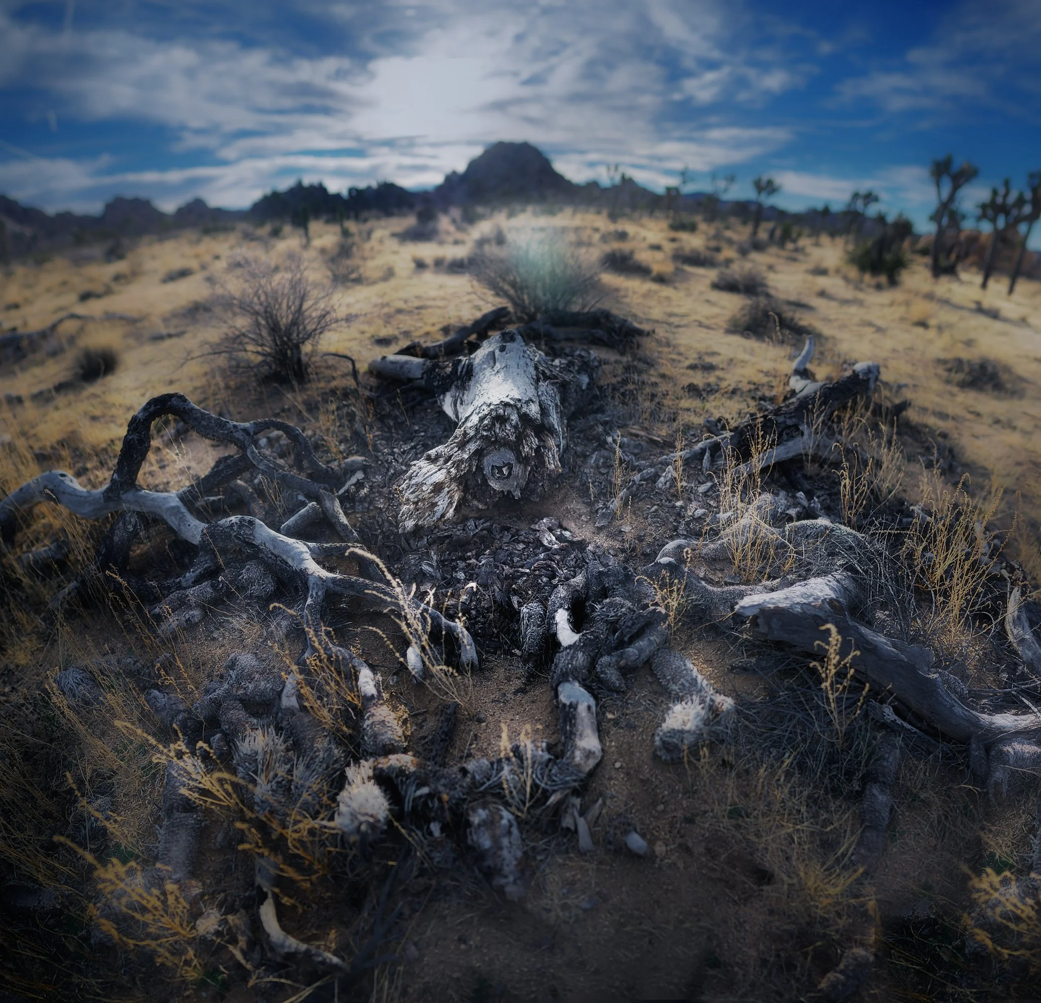 Dead tree bones redux 12-30-2021.jpg