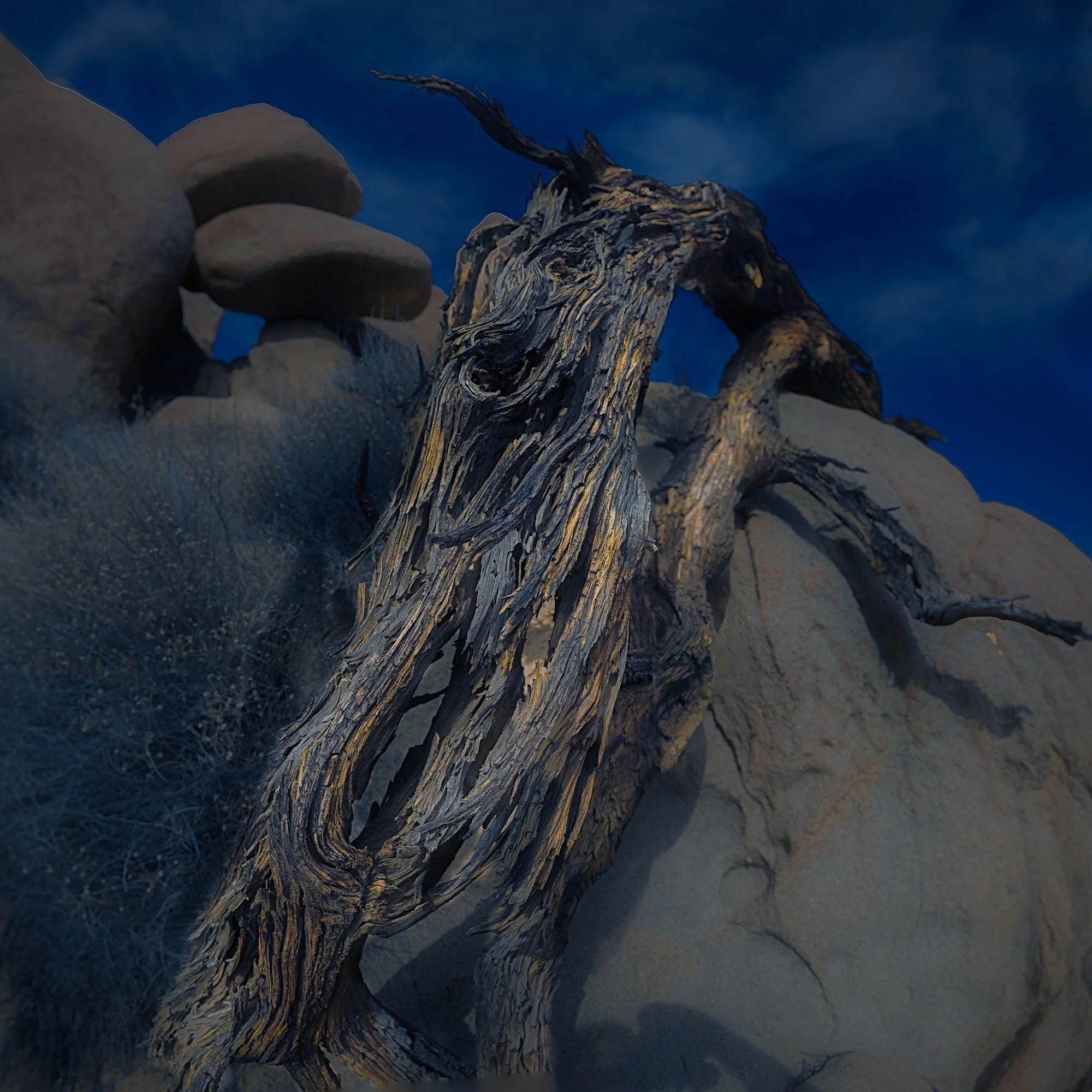 old tree draped over rock.jpg