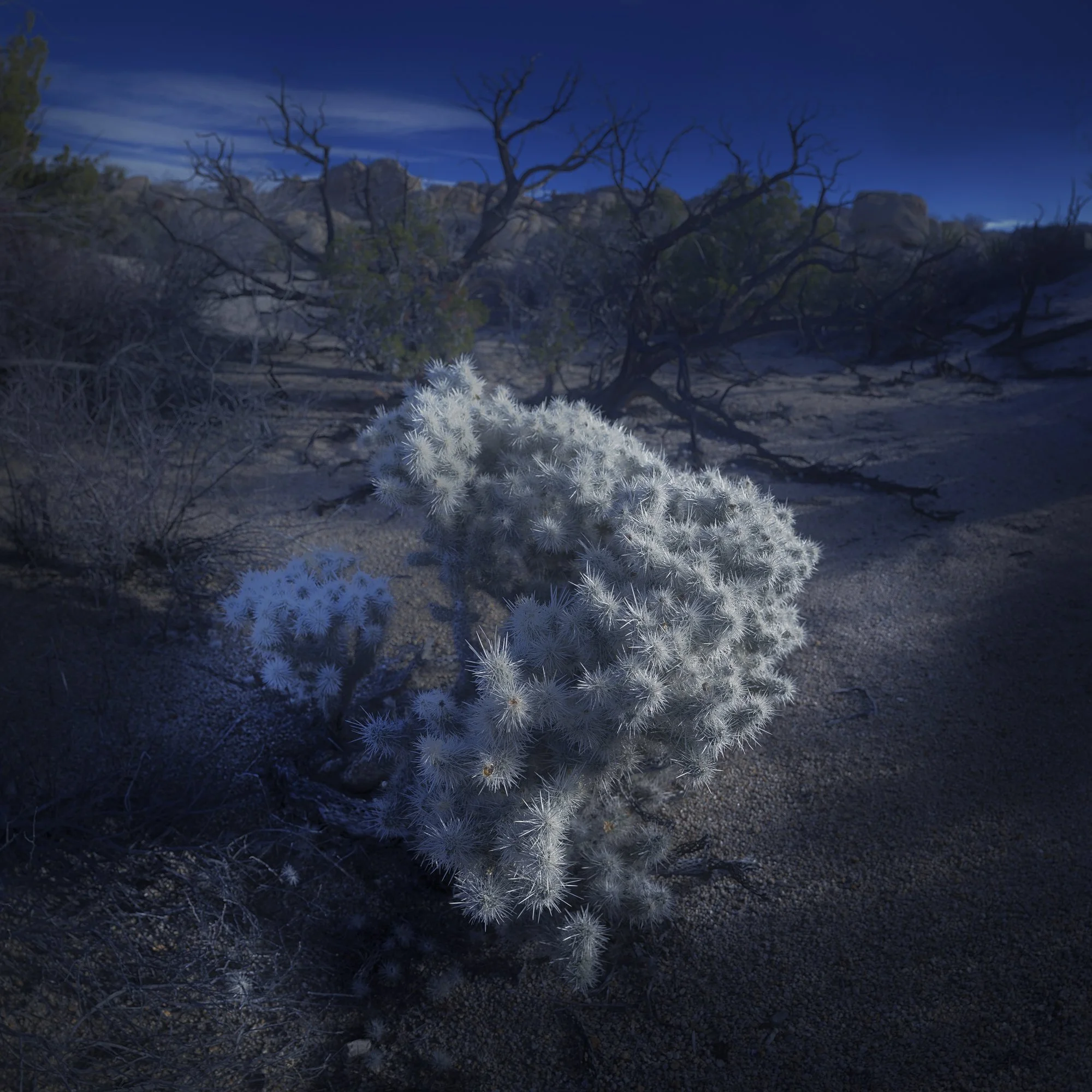 white cactus on dark desert.jpg