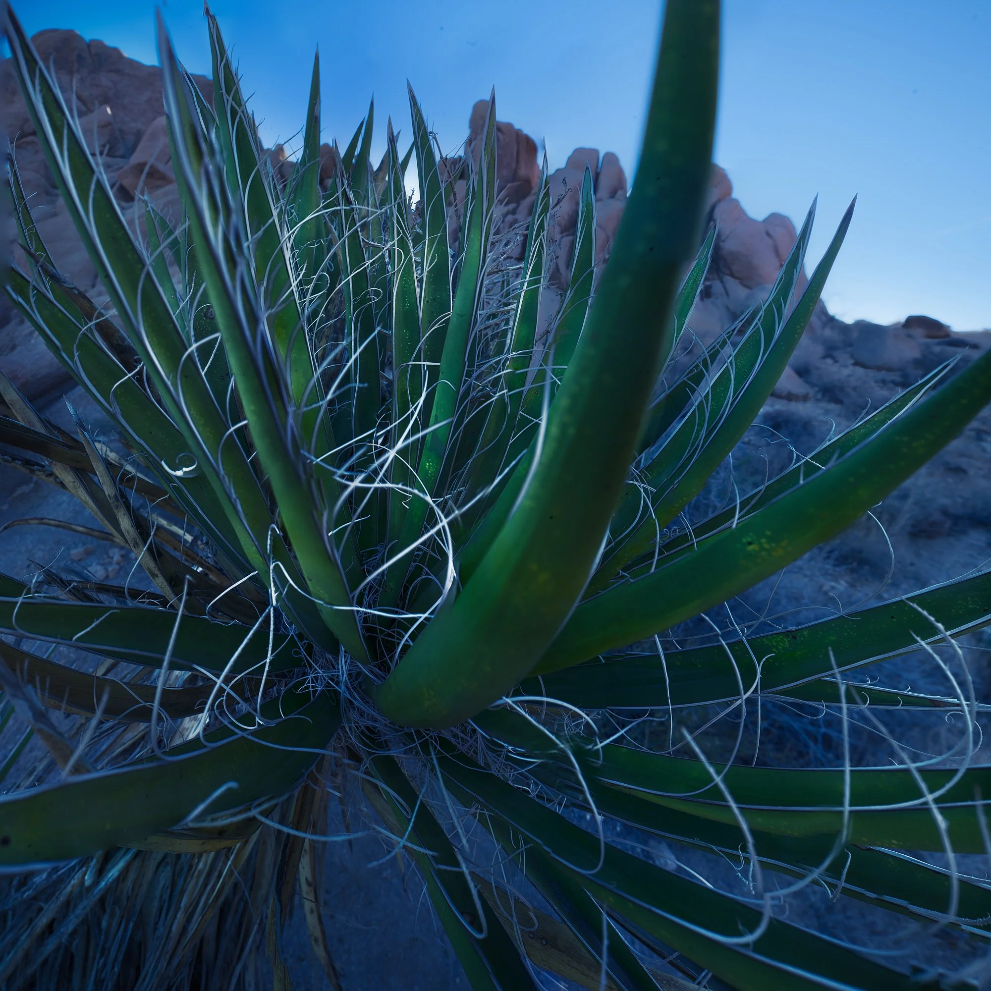 JT close up cactus.jpg
