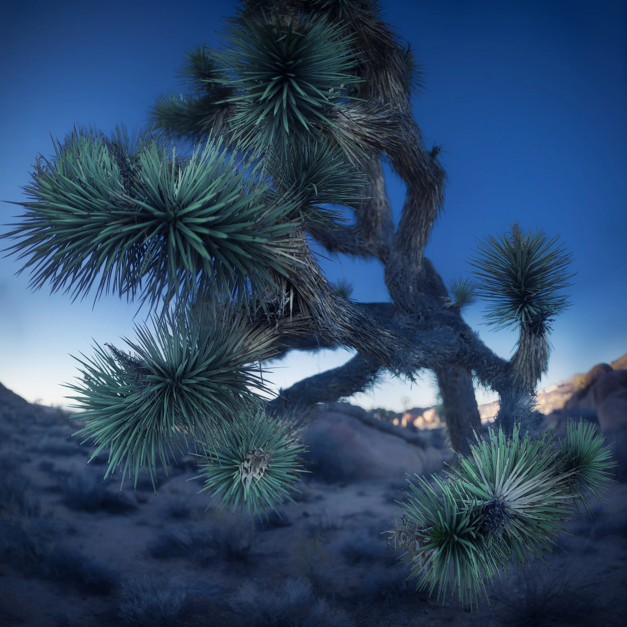 JT 2015-02-13 Luschious tree.jpg