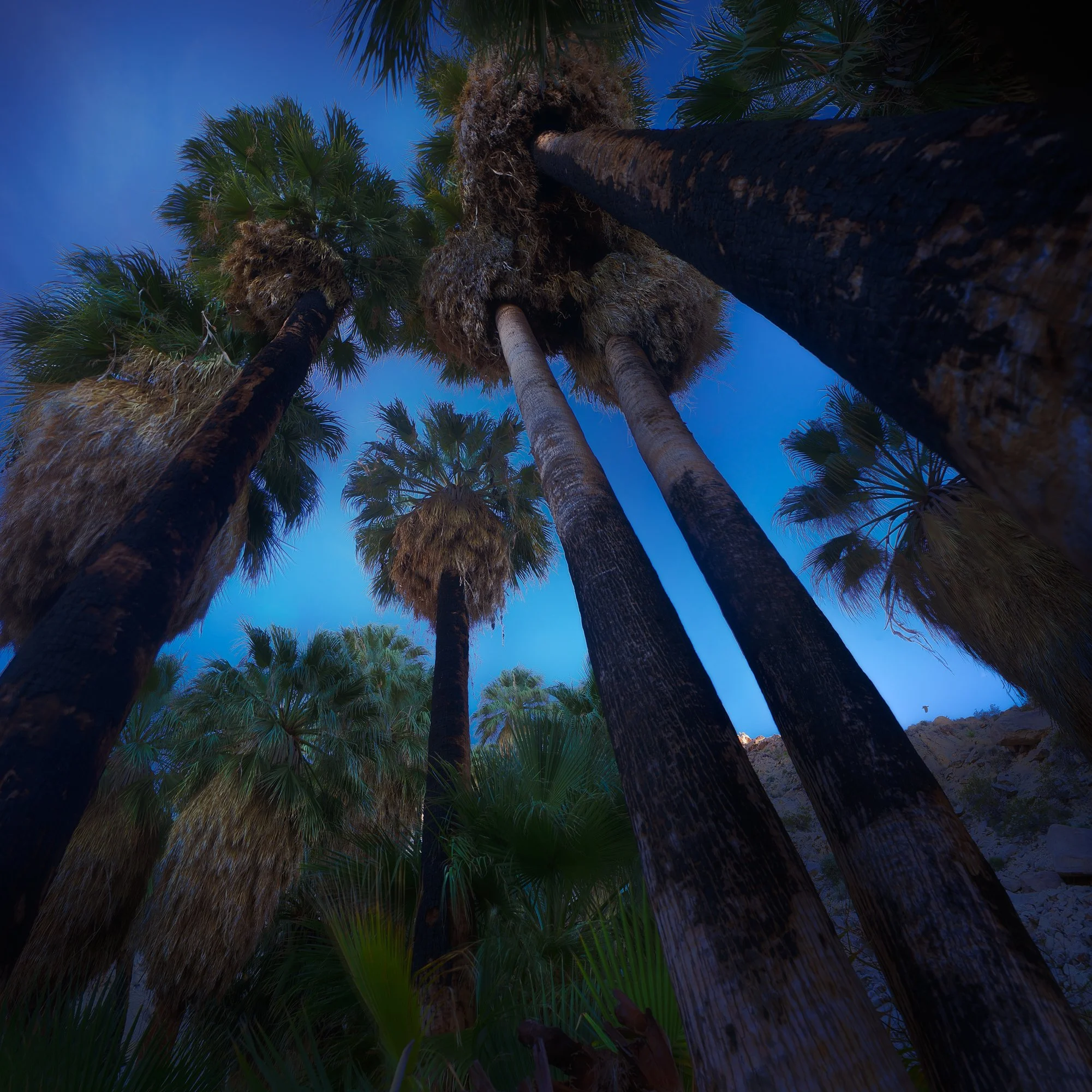 JT oasis - converging trees.jpg
