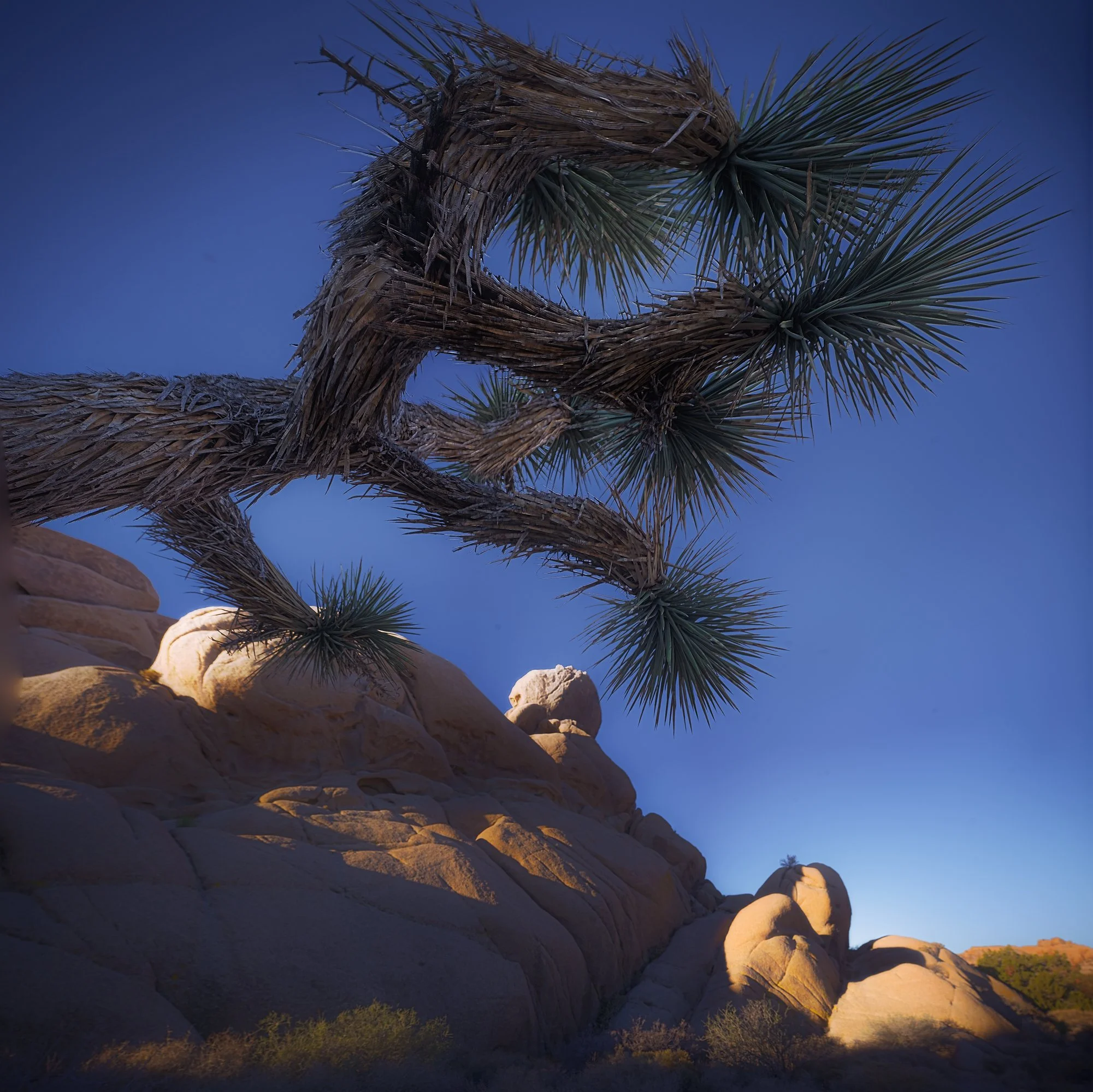 tree branch over rocks at dawn.jpg