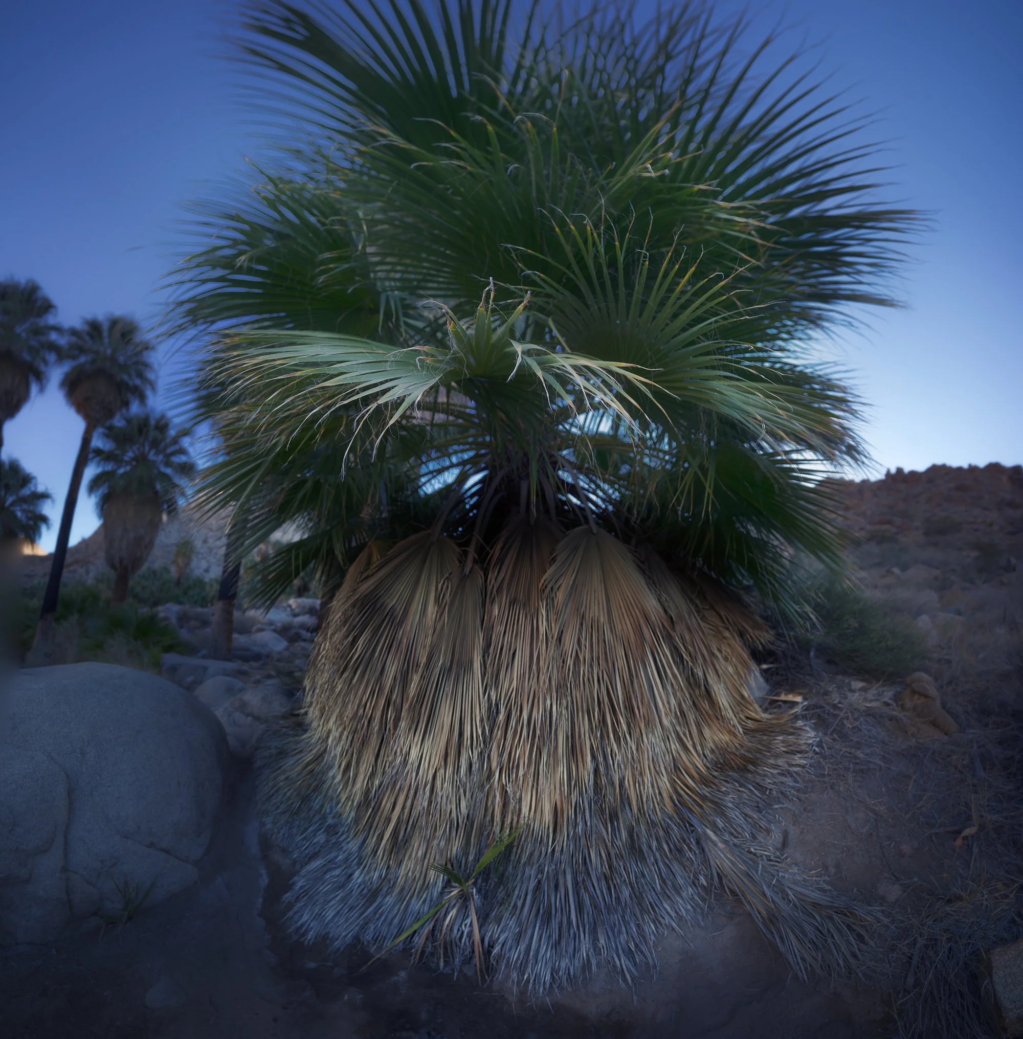 Tree at oasis.jpg