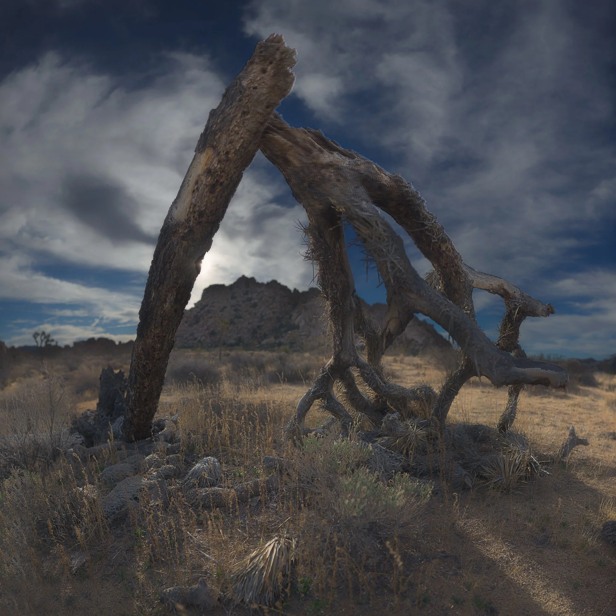 broken tree.jpg