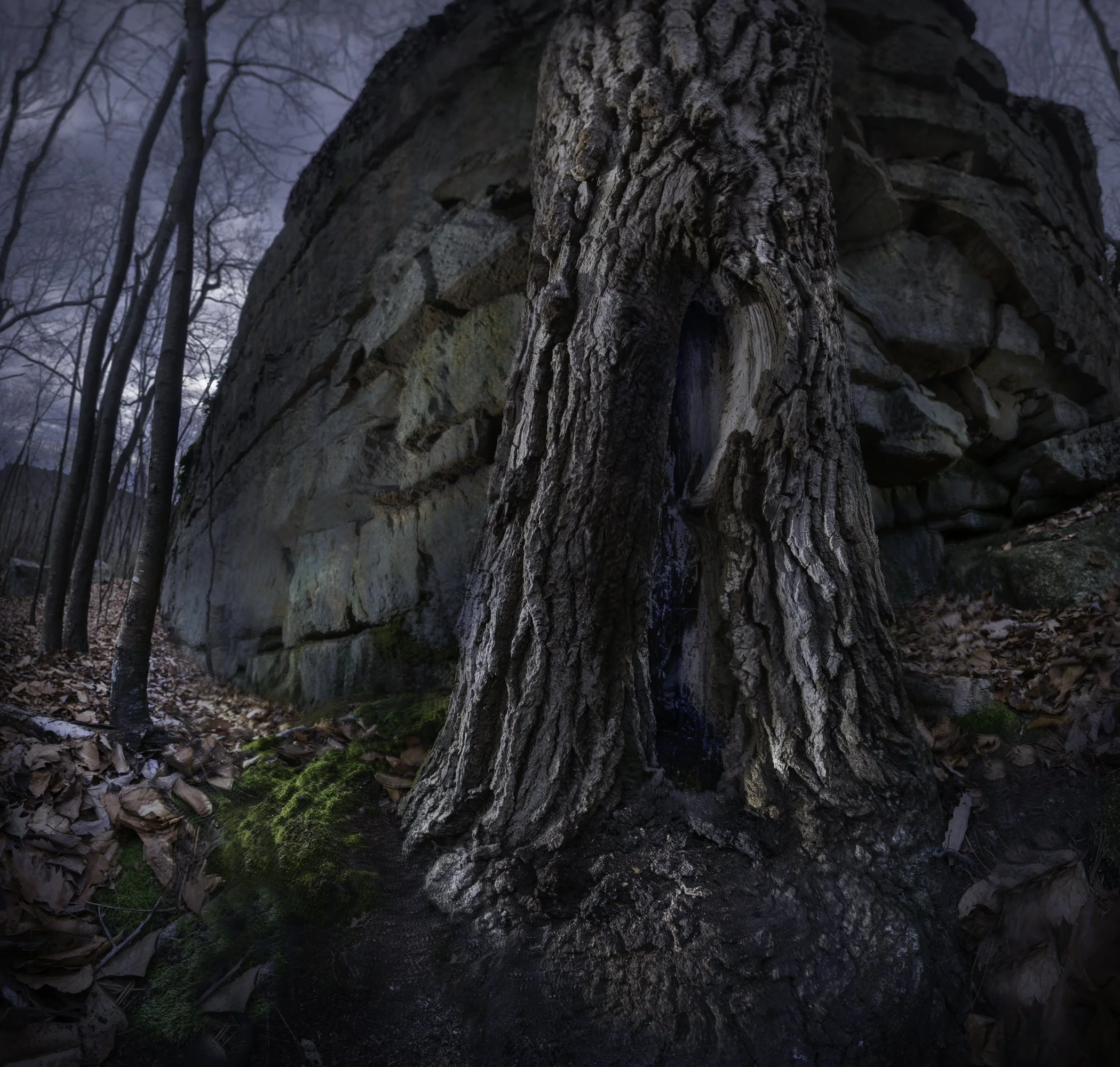 Tree against cliff 3.jpg