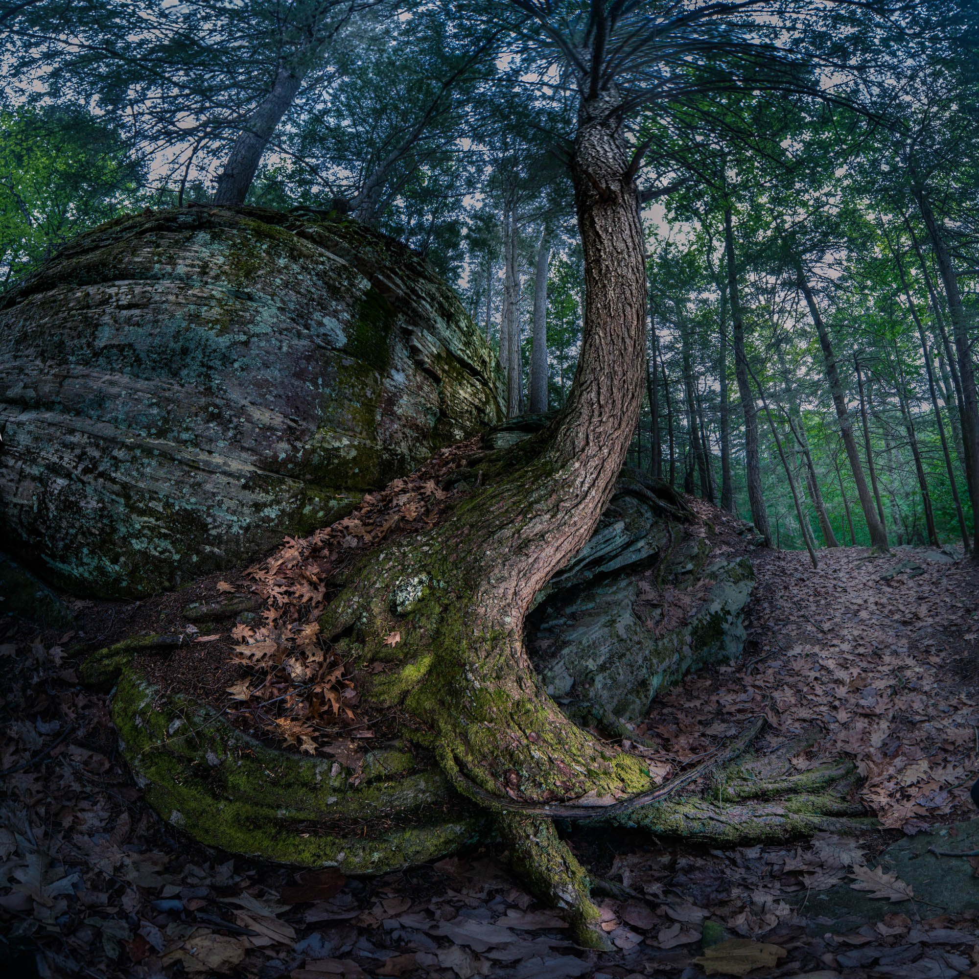 Dragon tree.jpg