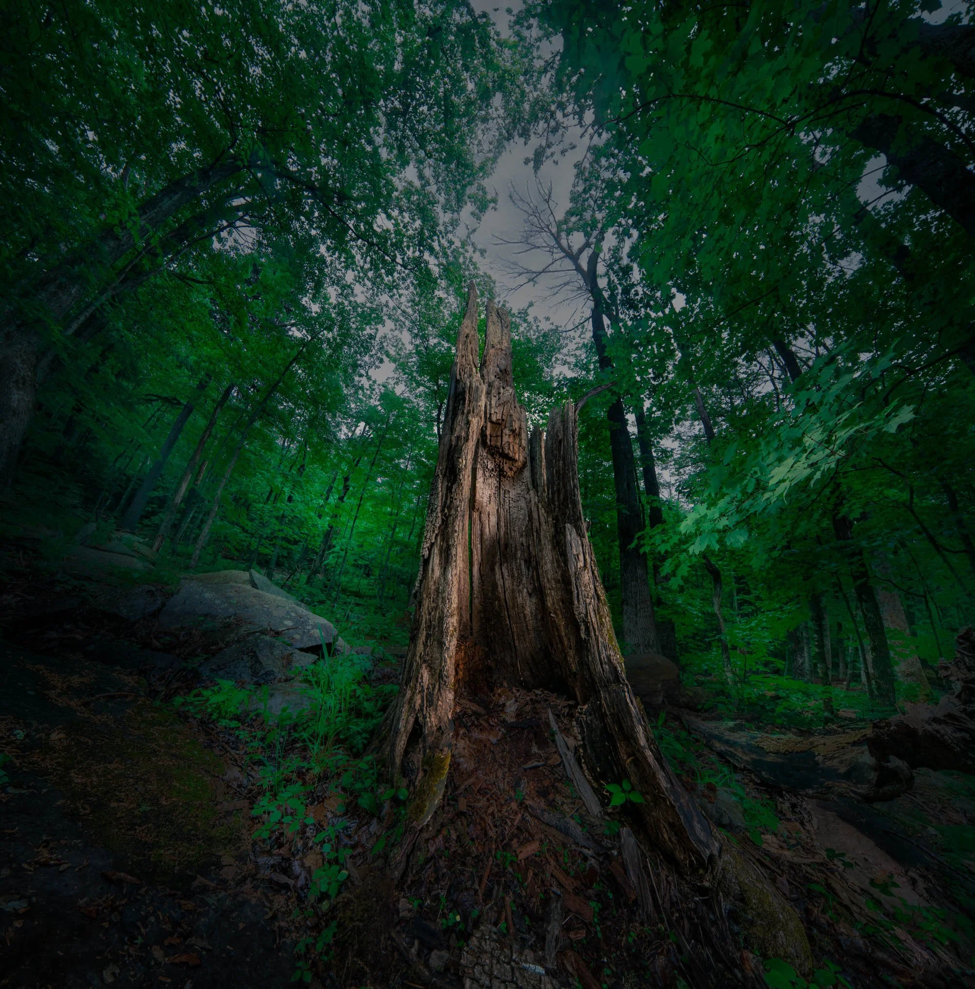 trunk at marys glen.jpg