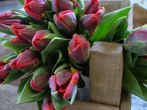 Beautiful Parrot Tulips