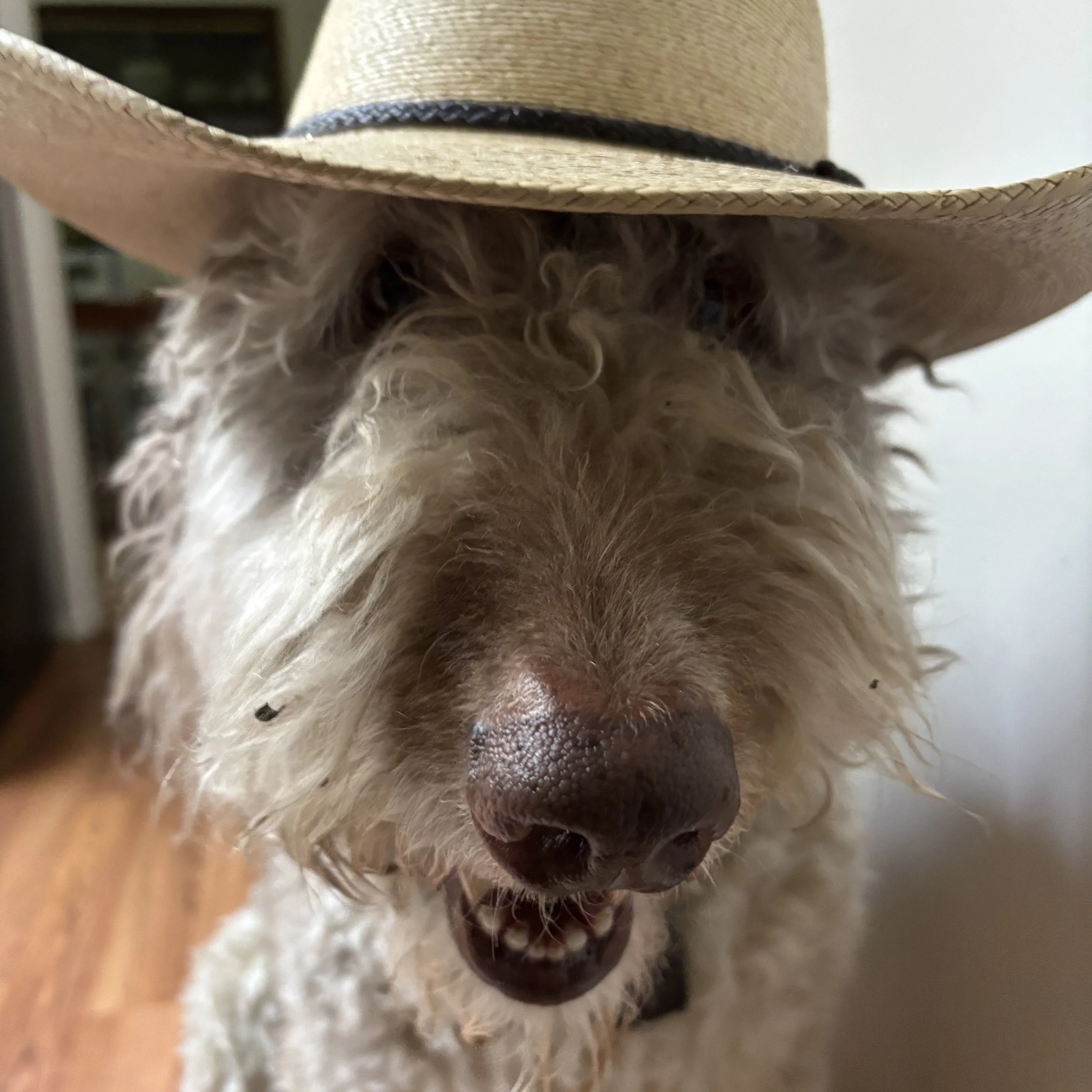 My dog broke into the refrigerator. (sort of)