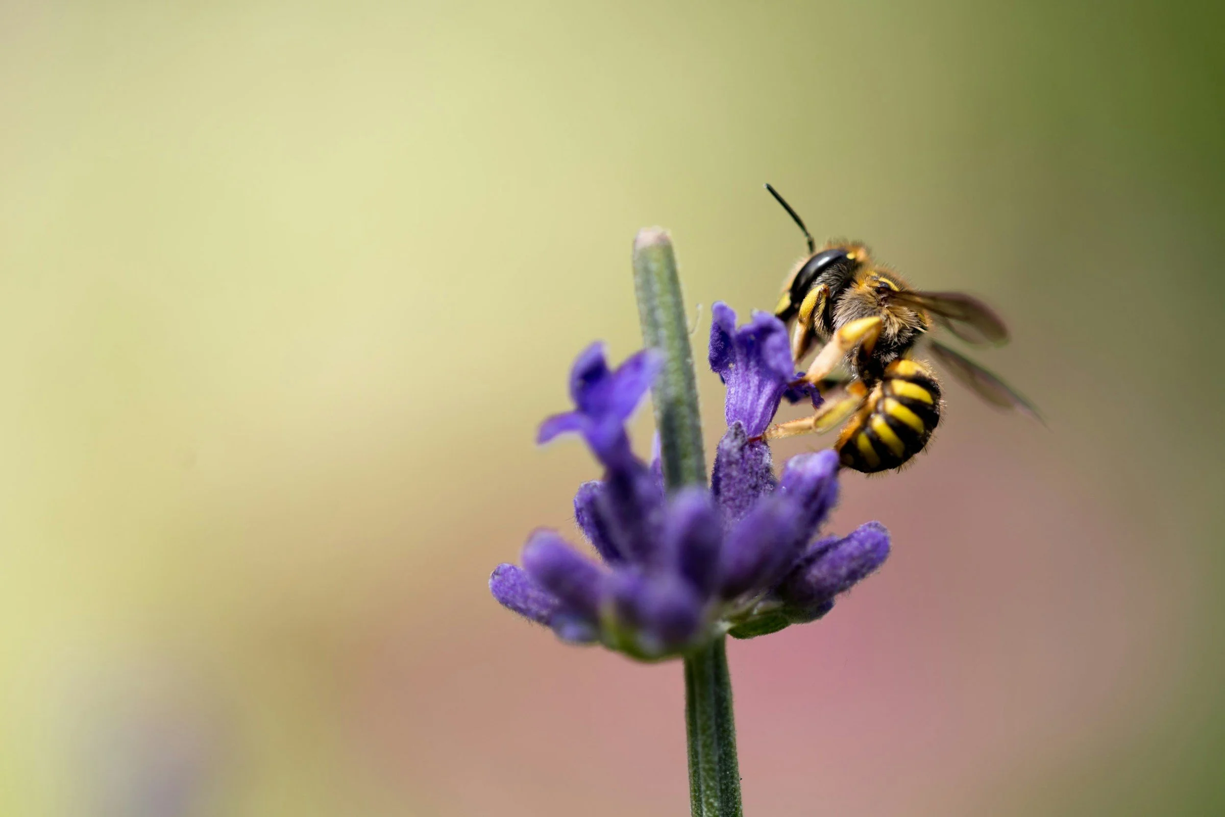 To Bee or Not to Bee