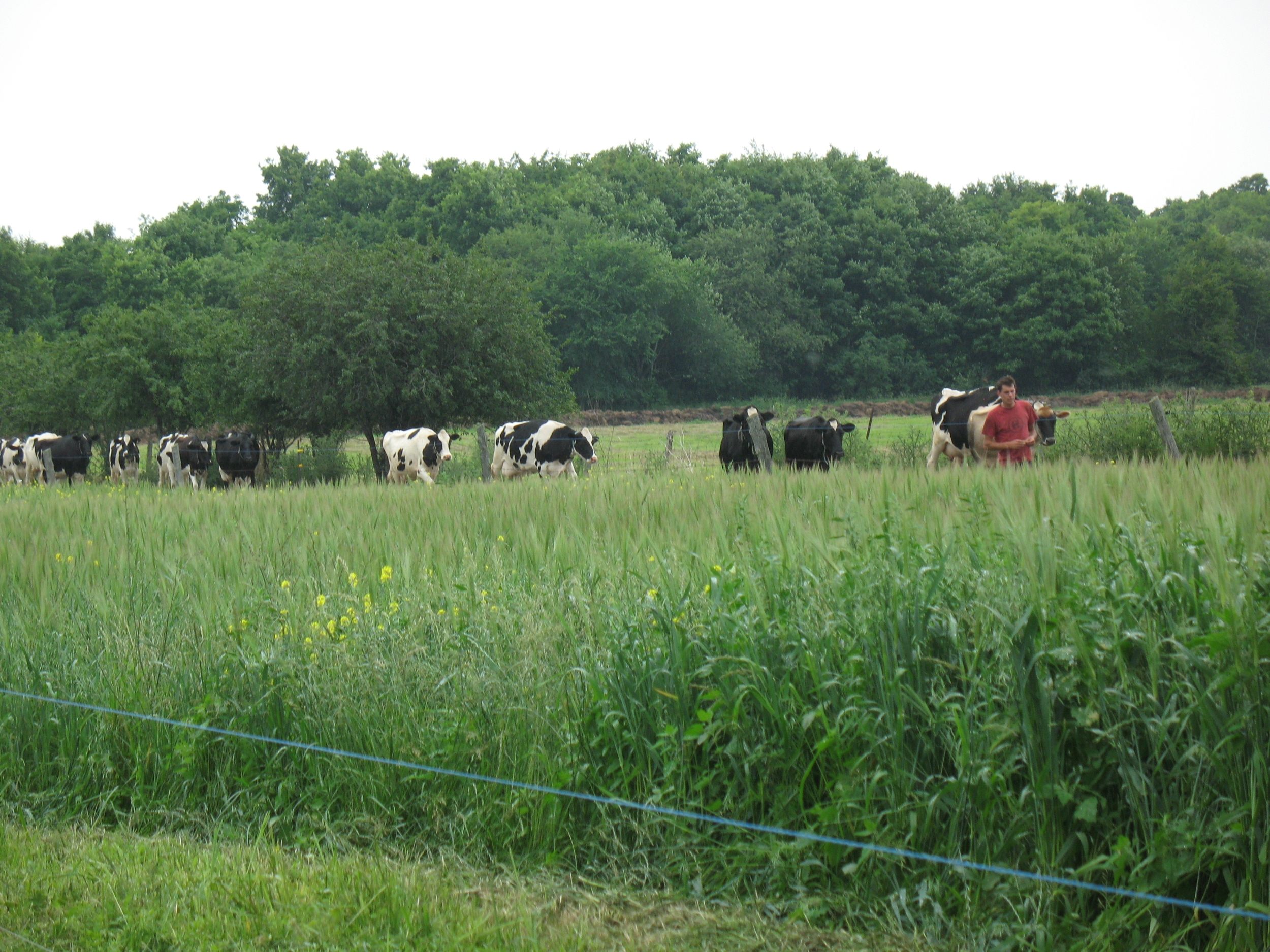  Cows coming up from pasture for milking with Charlie&nbsp; 