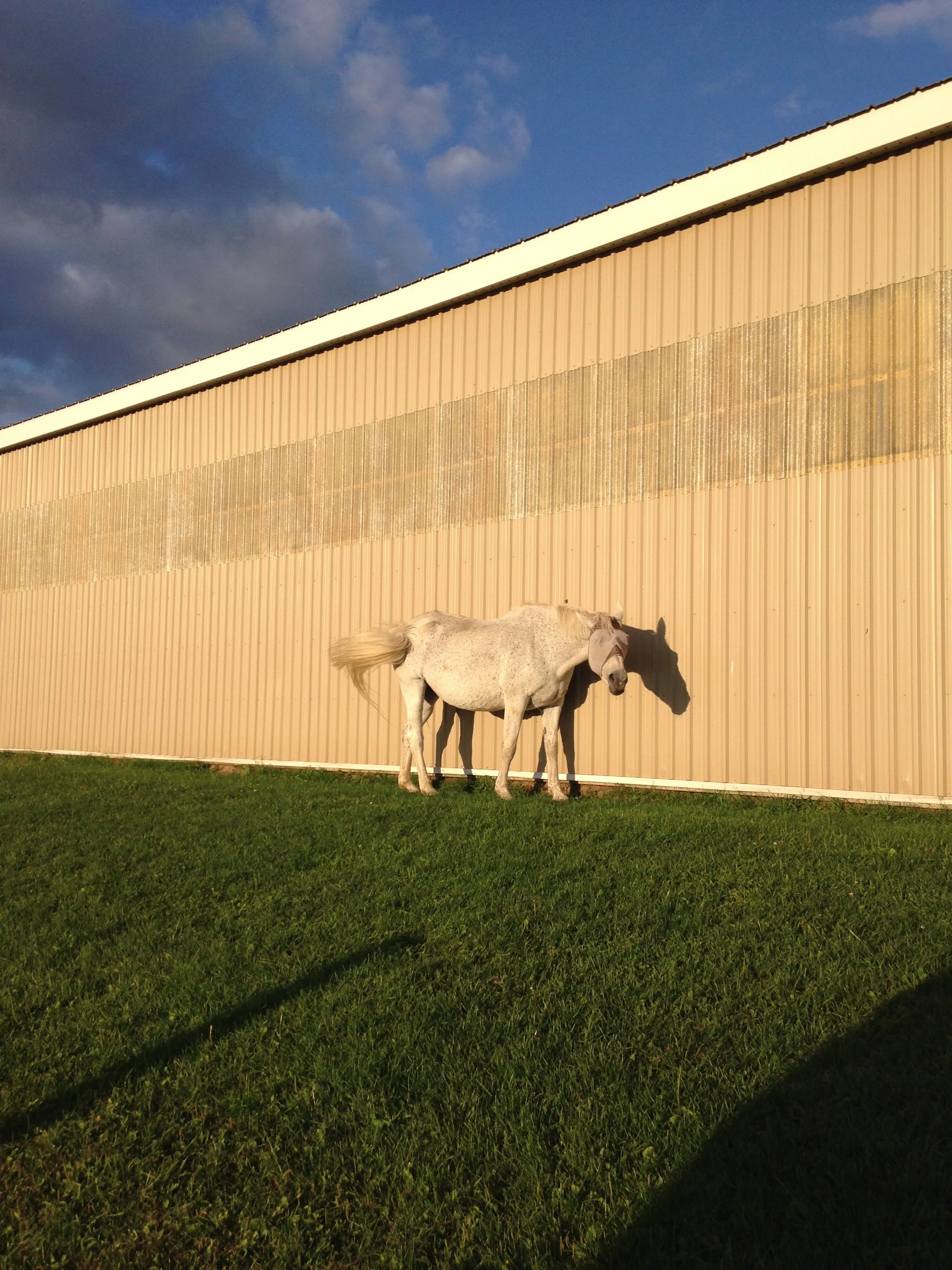 SRSWivylawngrazing.jpg