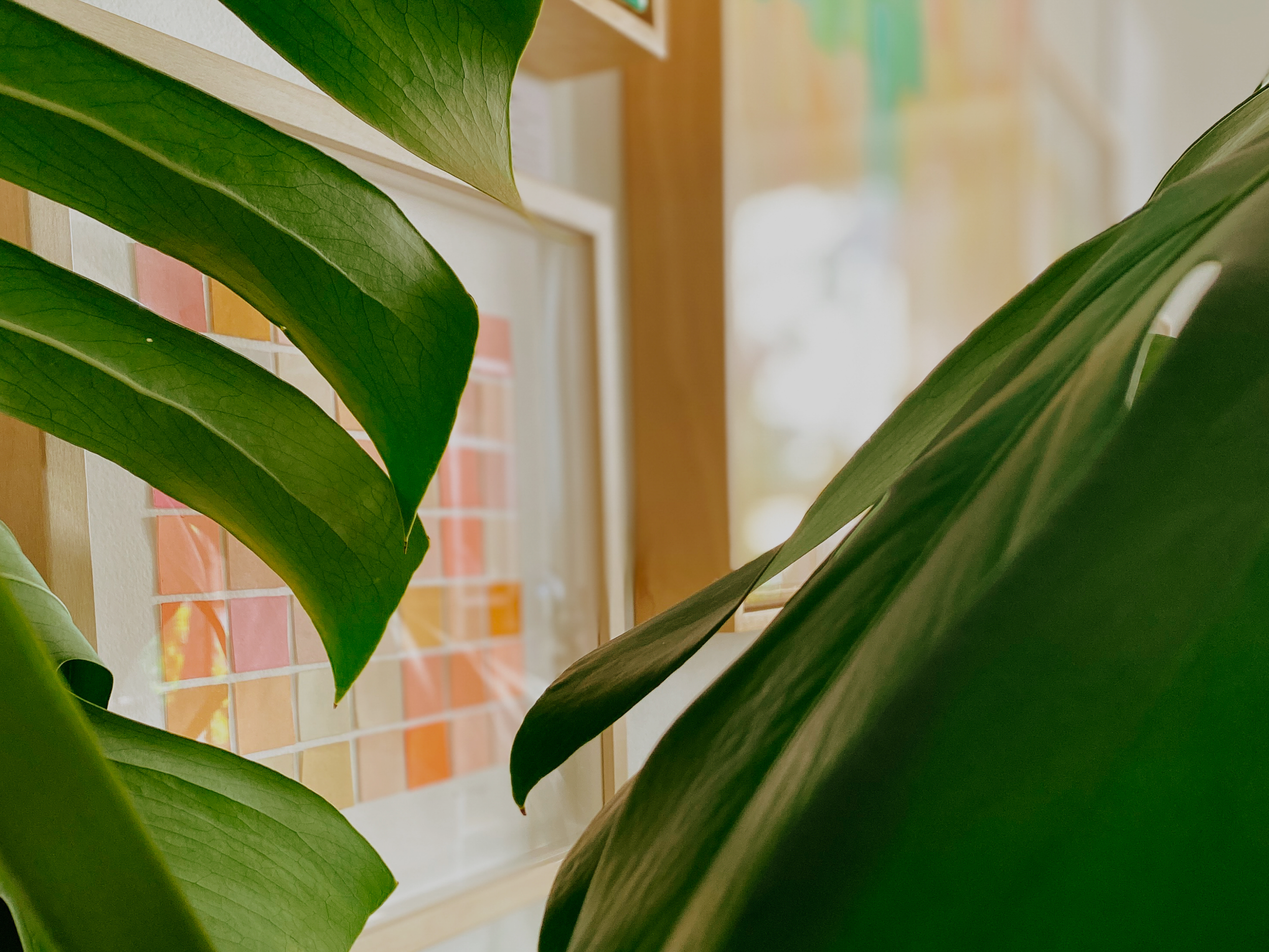 Framed color palette in orange and pink hues behind monstera leaves