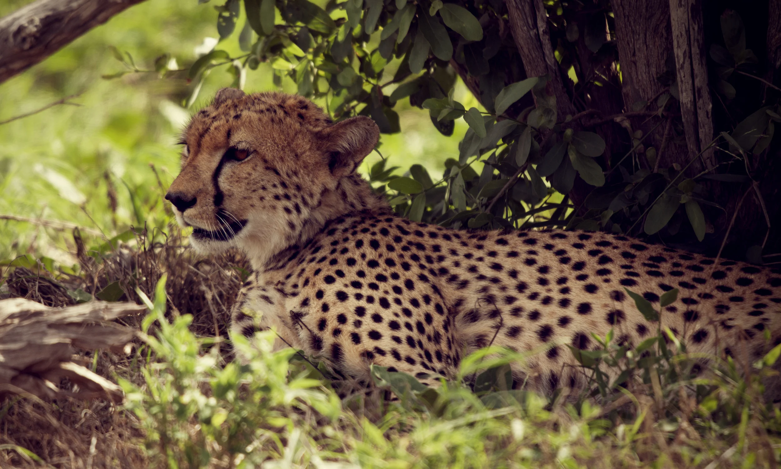 07 Cheetah.jpg