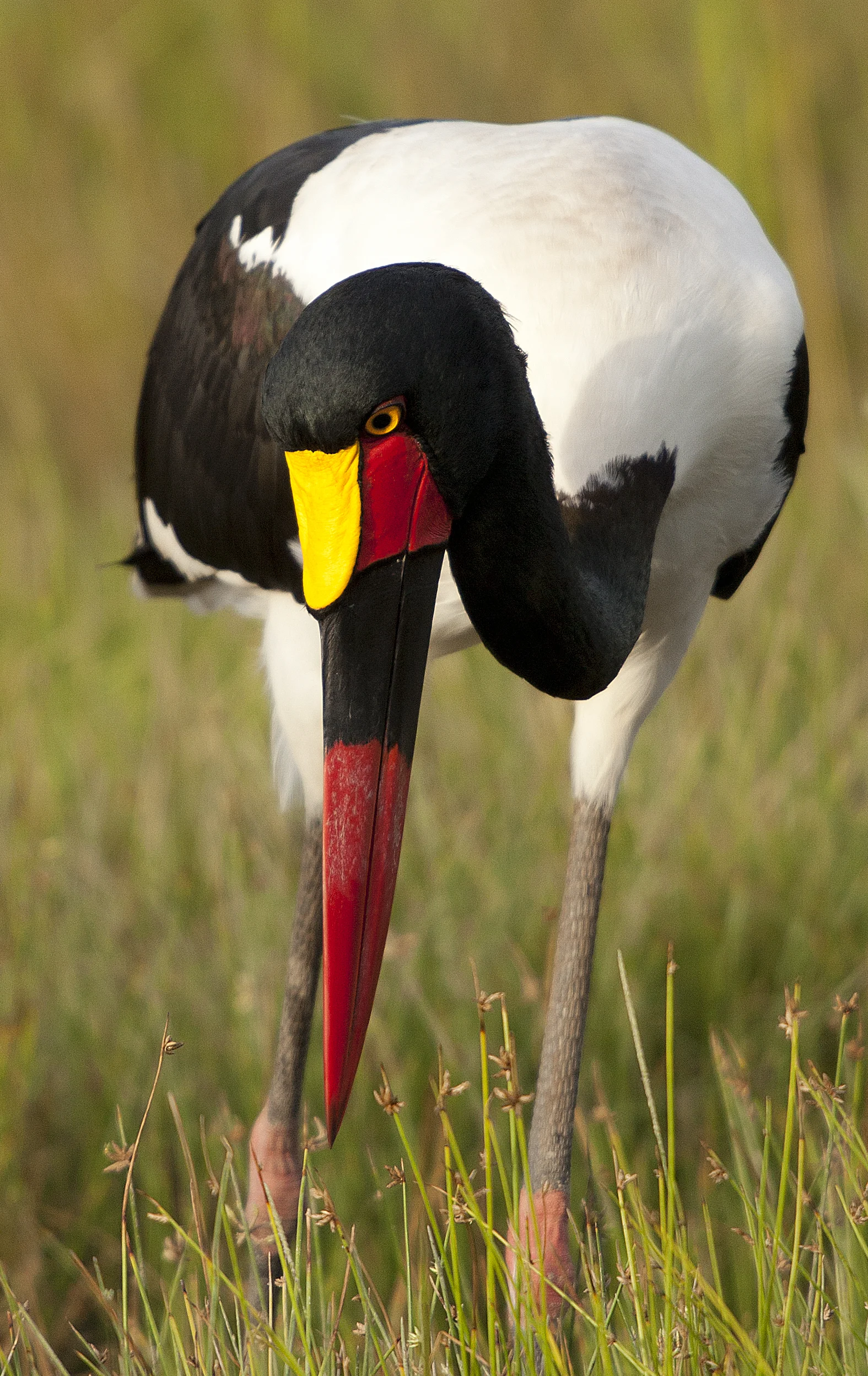 12 Saddle billed stork.jpg