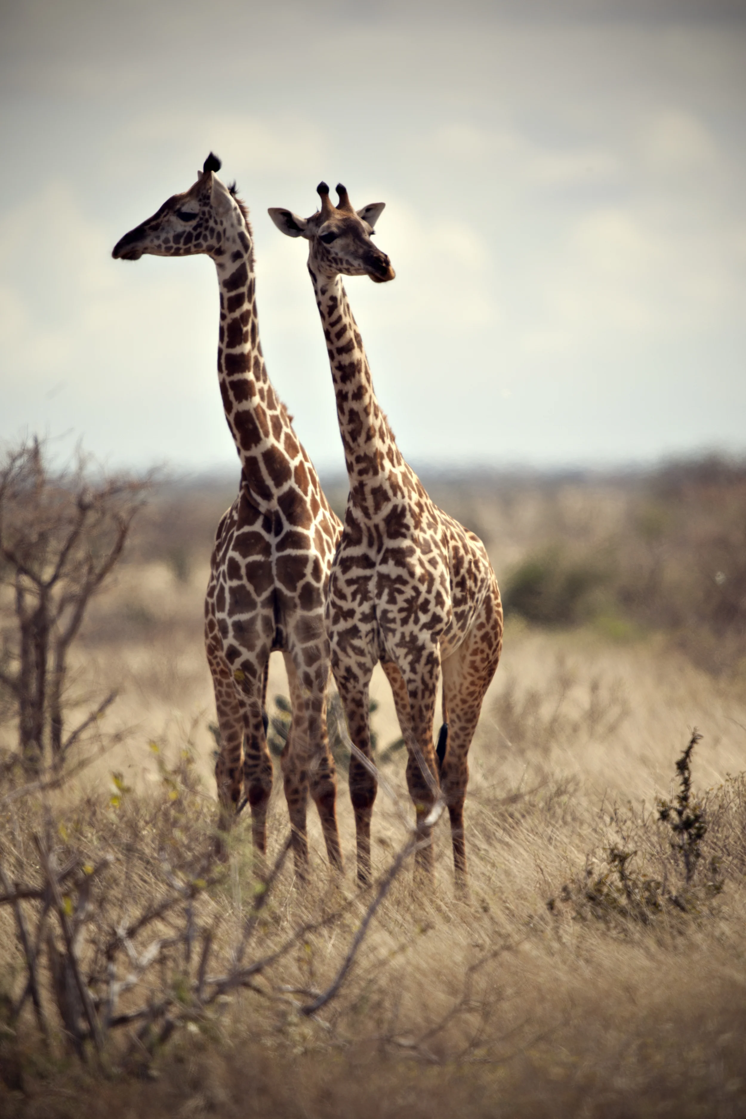 16 Giraffes.jpg