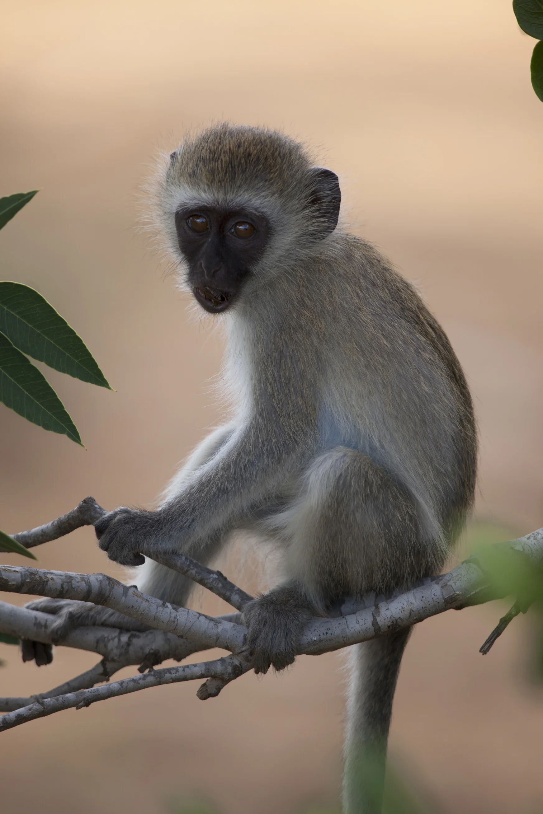 17 Vervet monkey.jpg