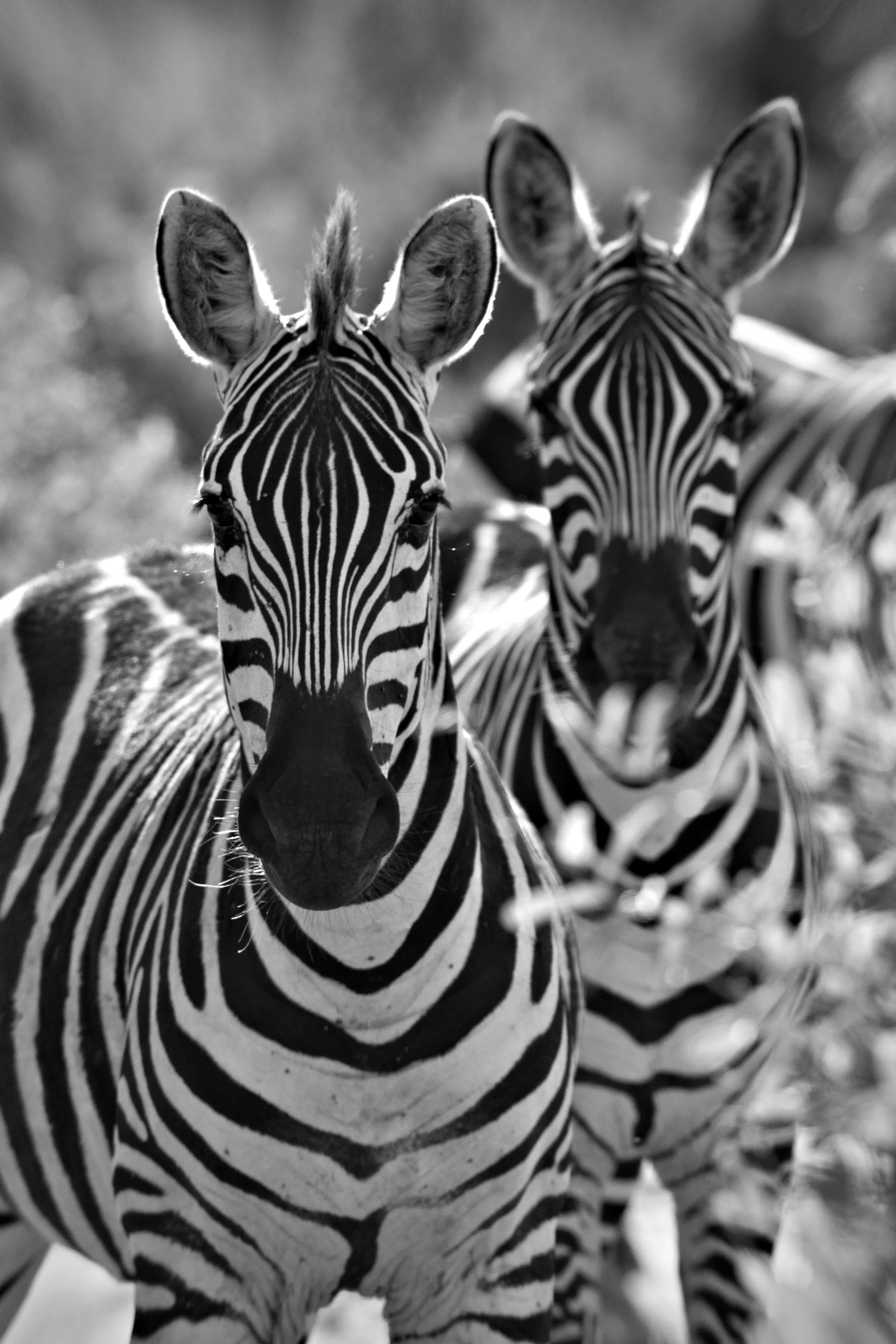 18 Zebra.jpg