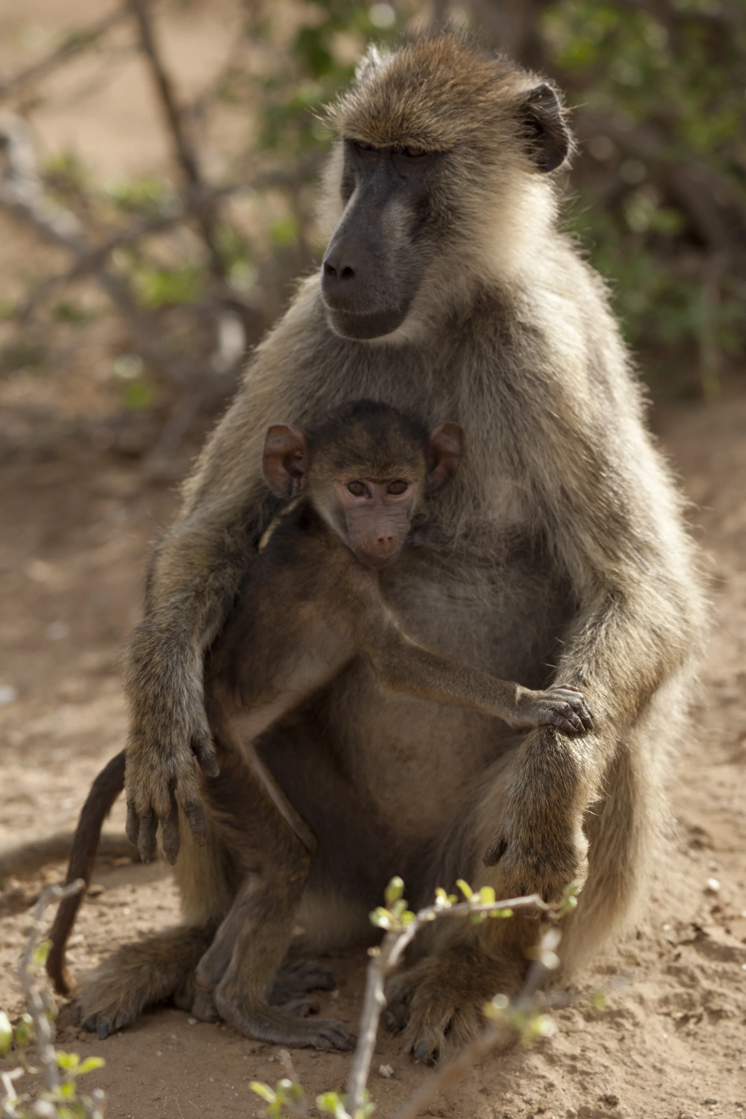 27 baboon with infant.jpg