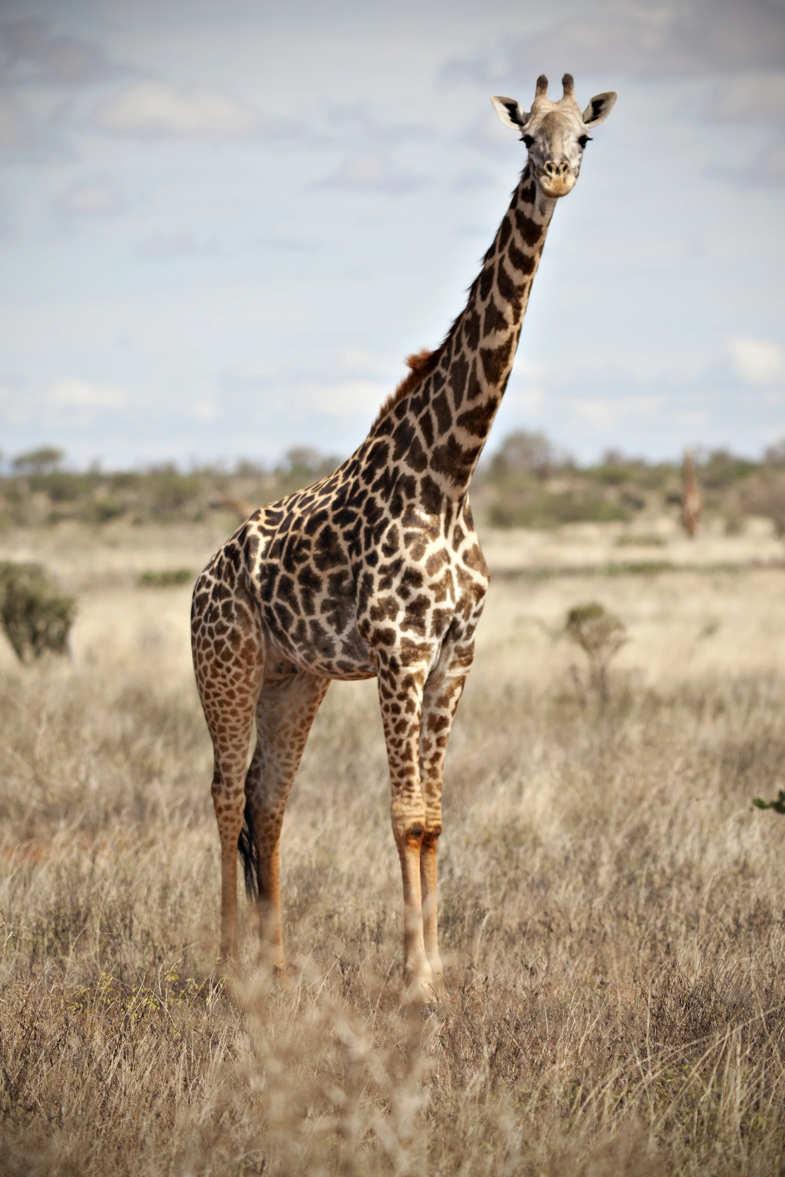 54 giraffe.jpg
