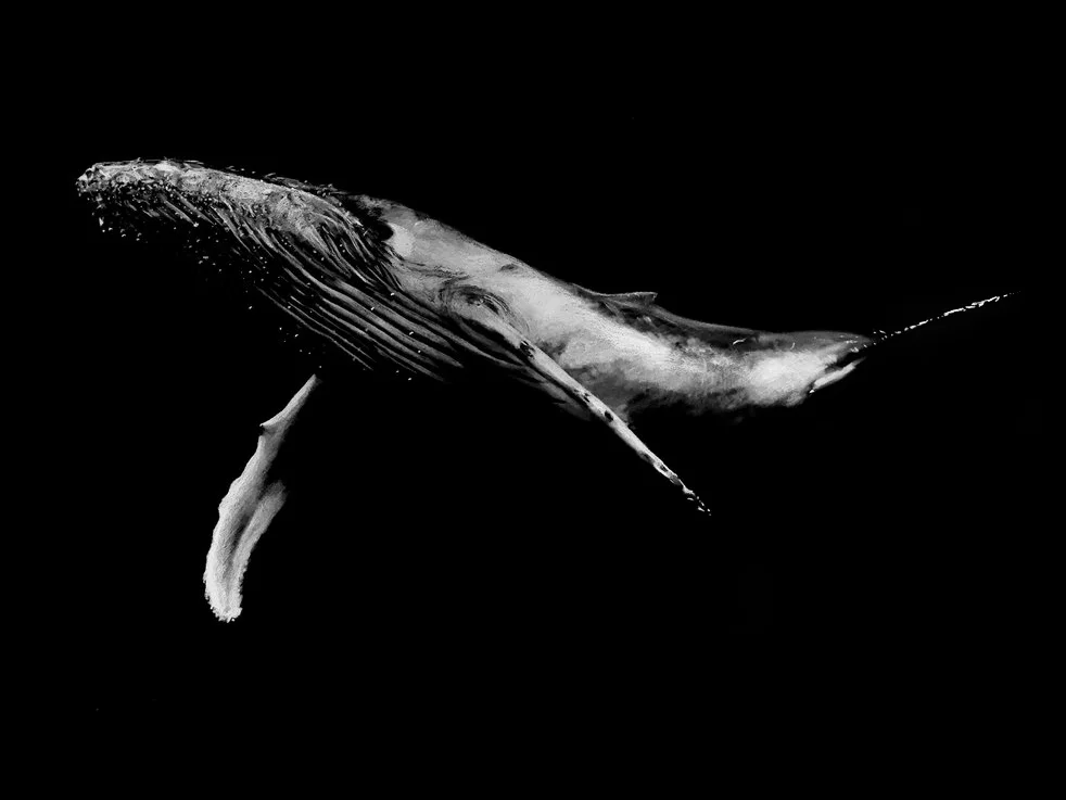 Humpback Whale (Megaptera novaeangliae)