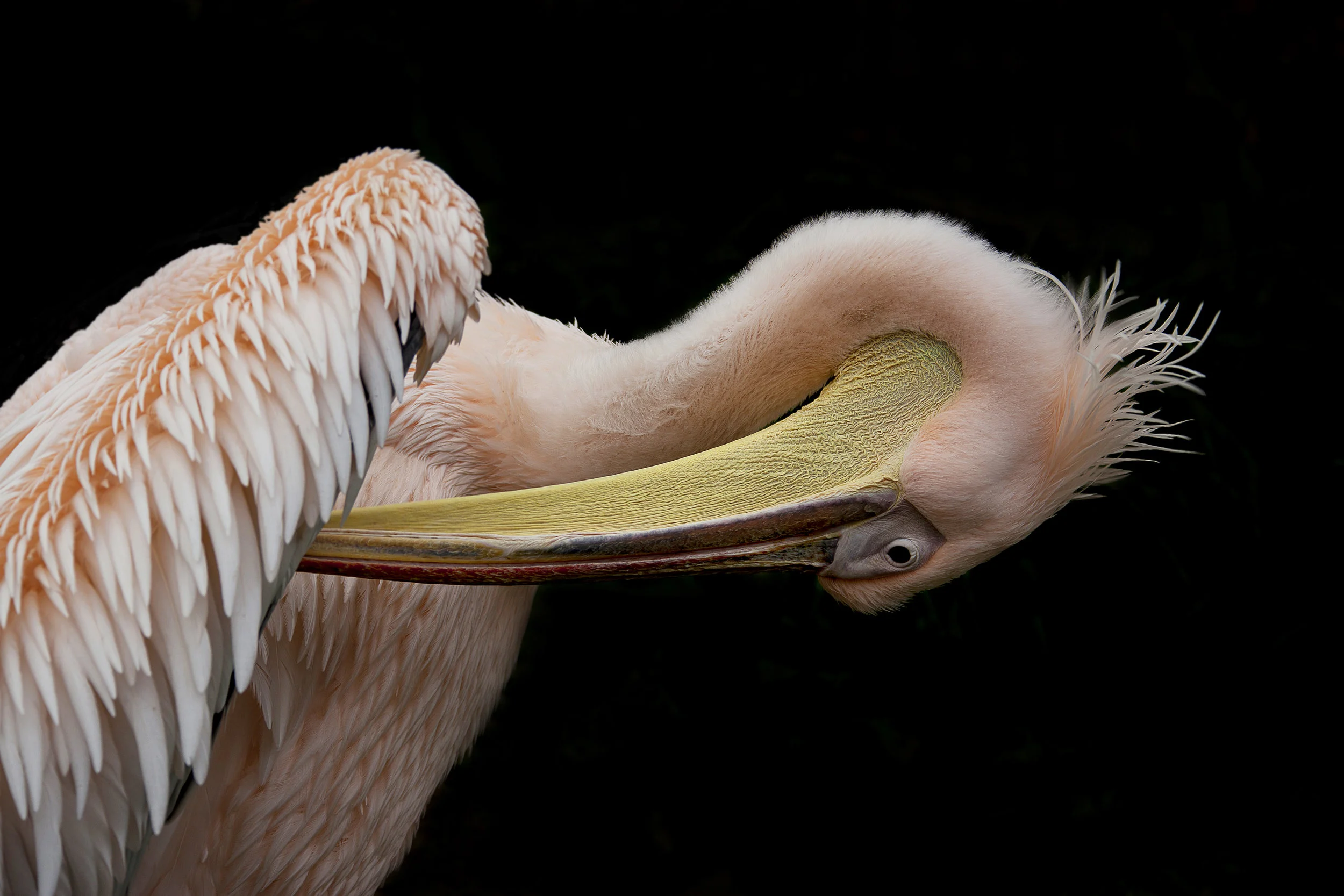 Pelican
