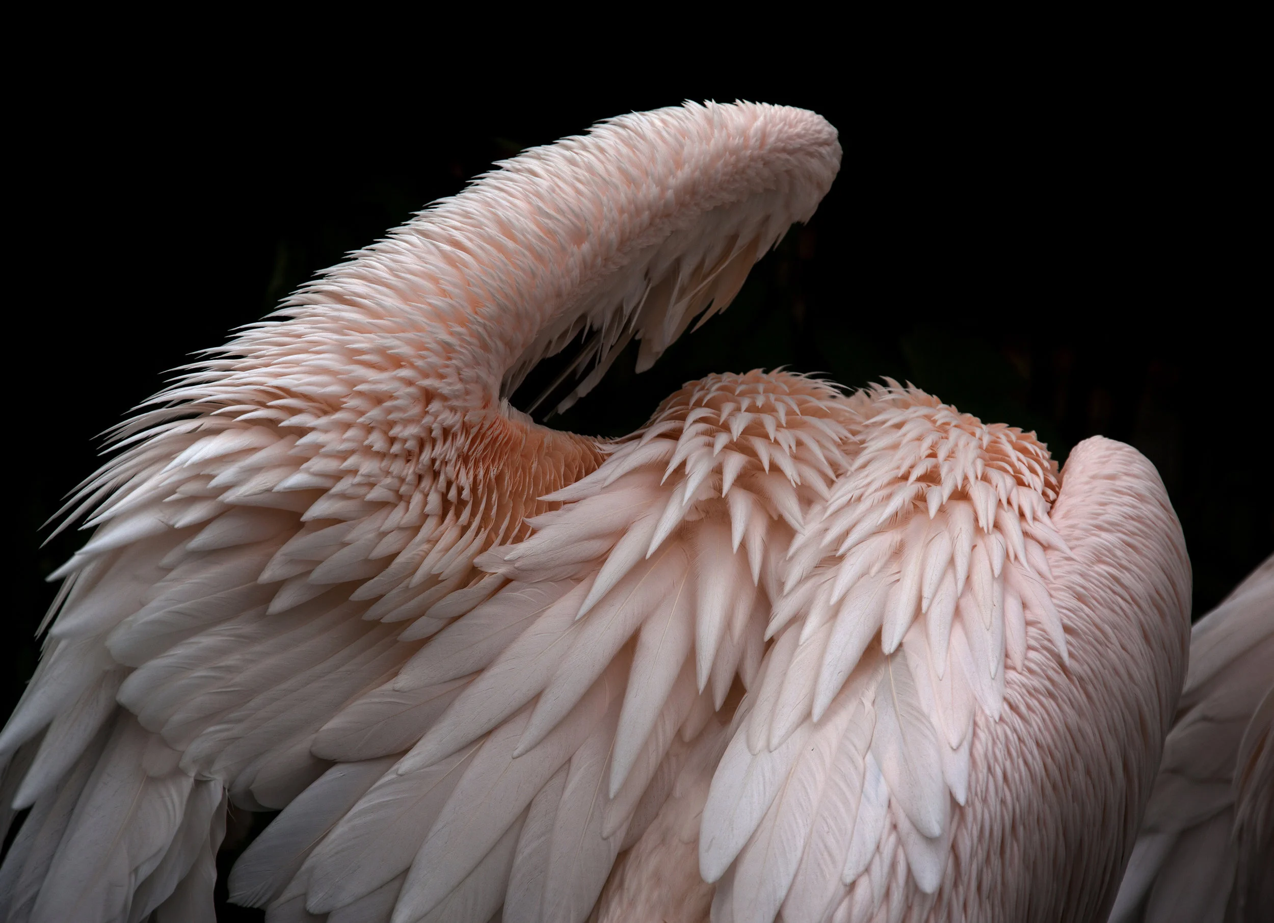 Pelican