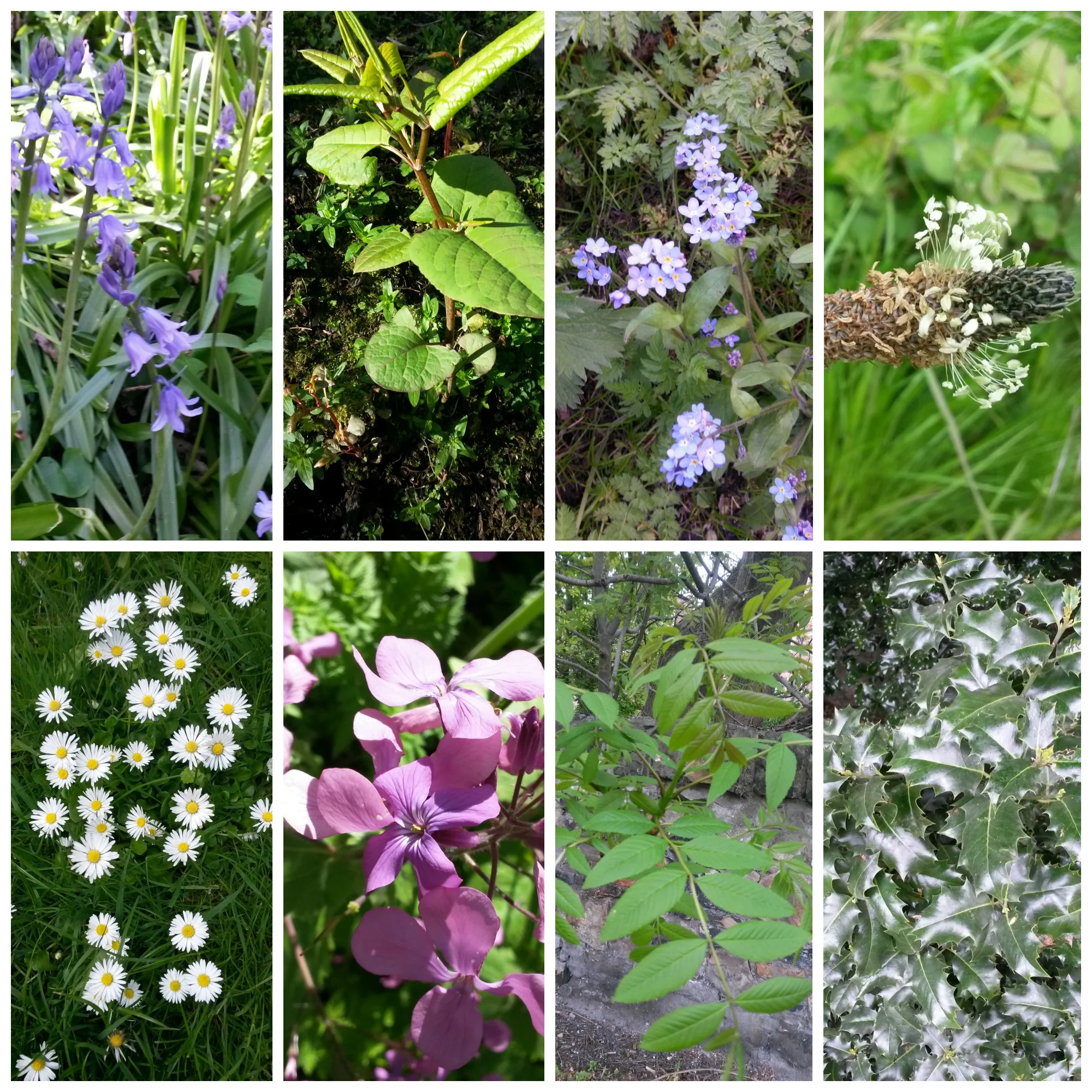 some species on hawthornvale path 26.5.15.jpg