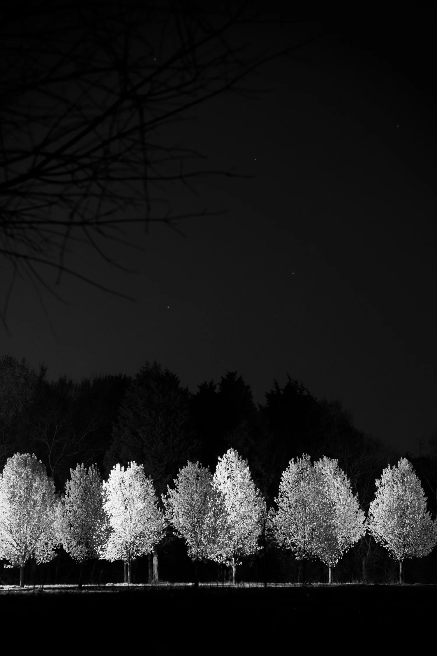 070322_BradfordPearTrees_013.jpg