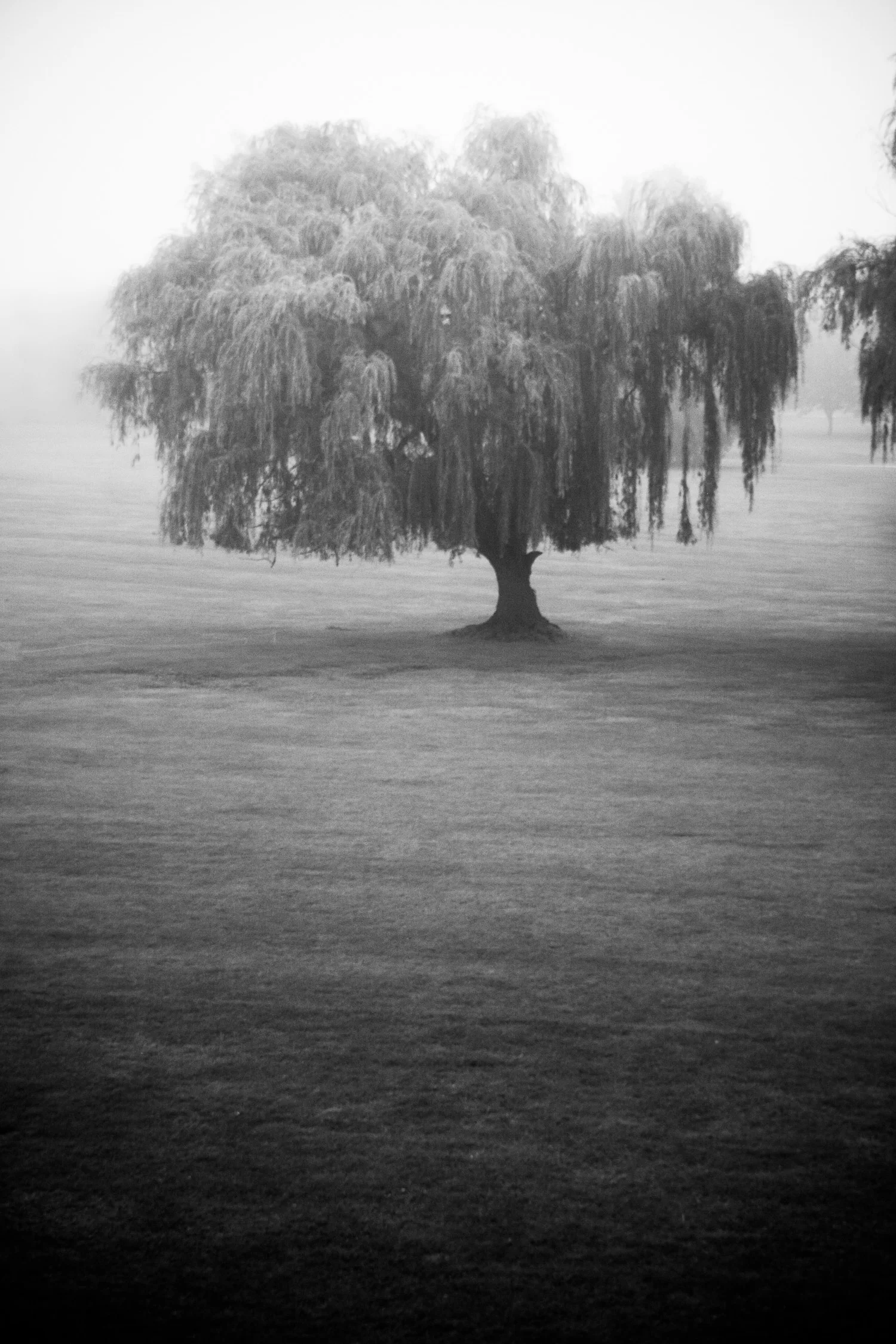 060923_NapervilleTrees_002.jpg