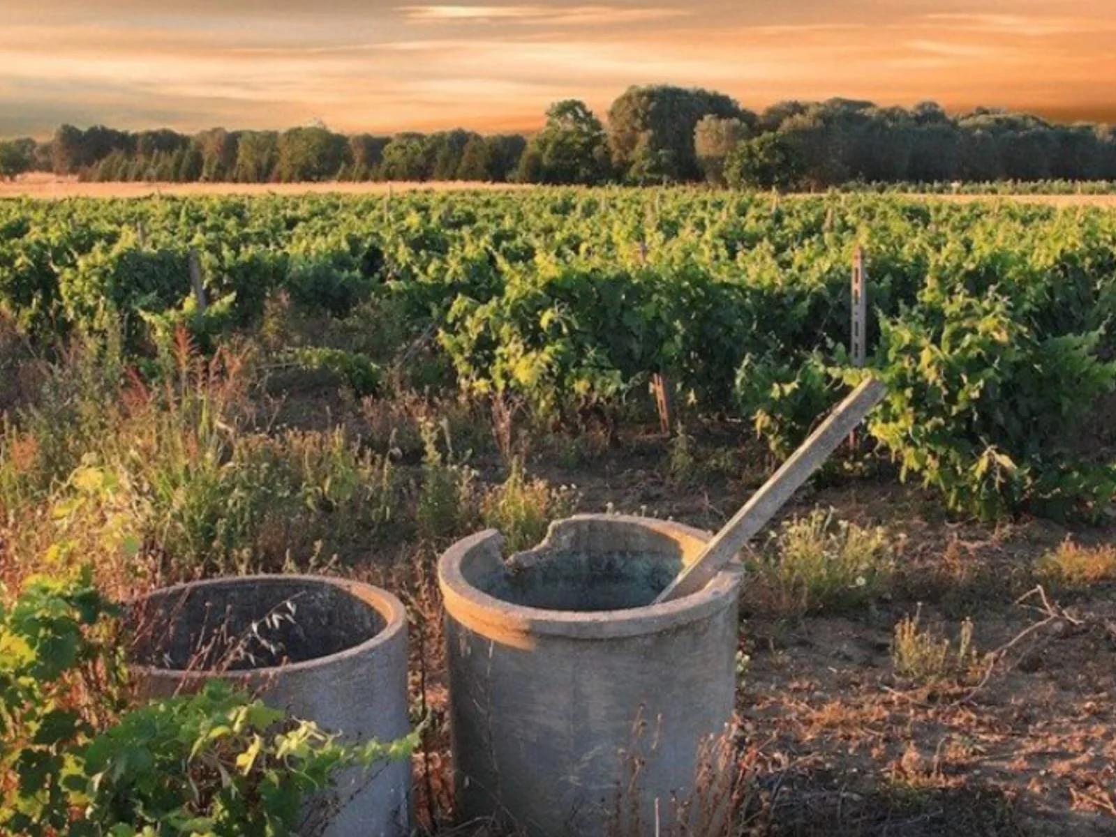 Wine Dinner with Pietraventosa Winery