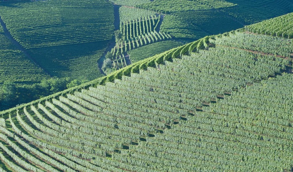 Wine Dinner with Produttori del Barbaresco