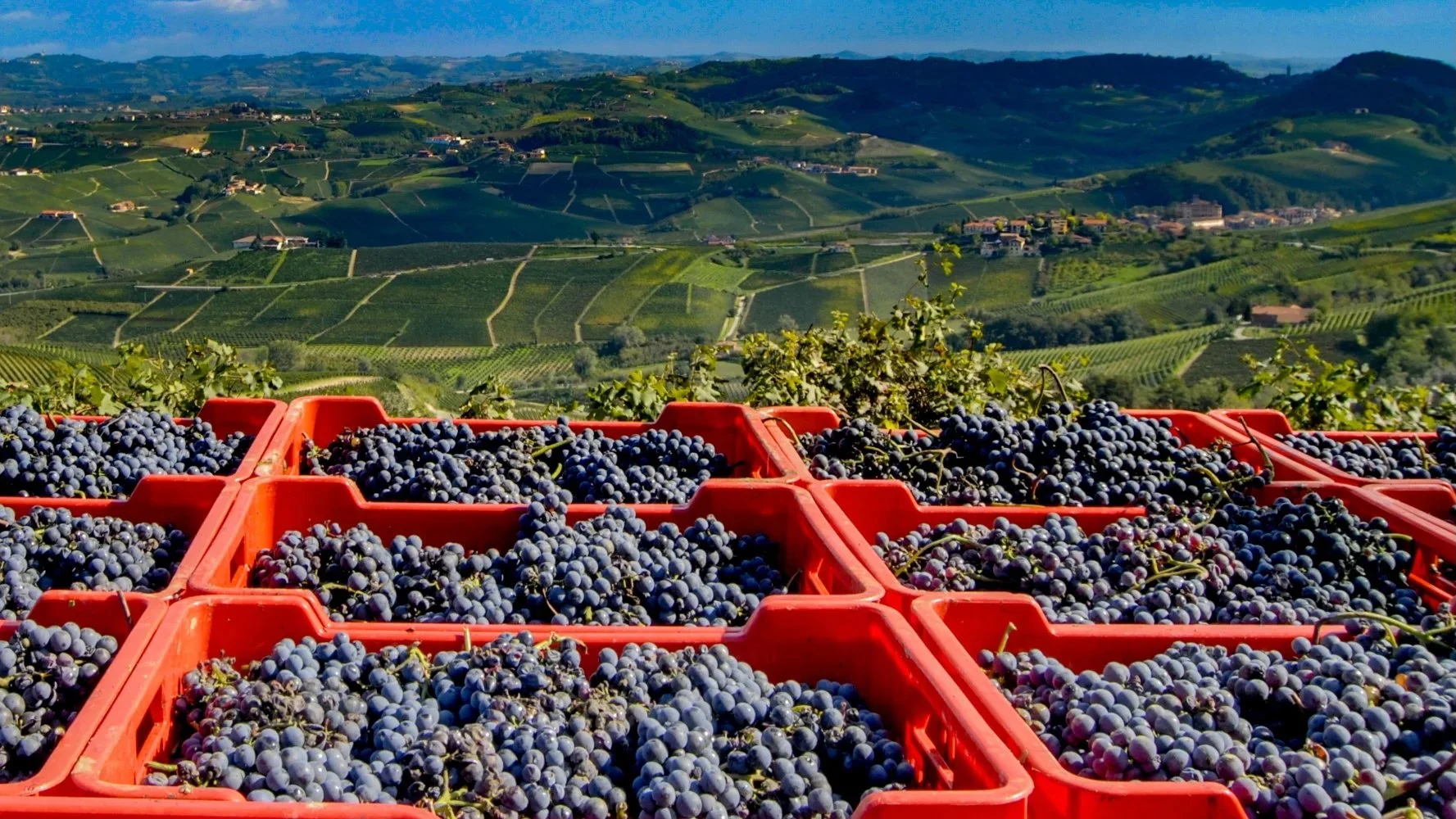 Cantina del Pino Wine Dinner