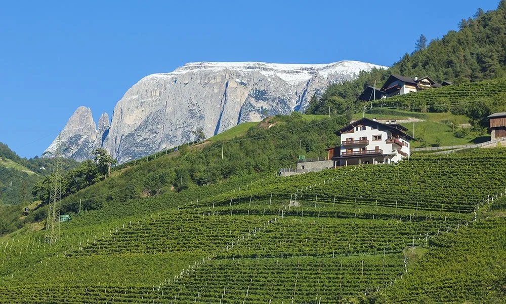 Wine Dinner with Gumphof